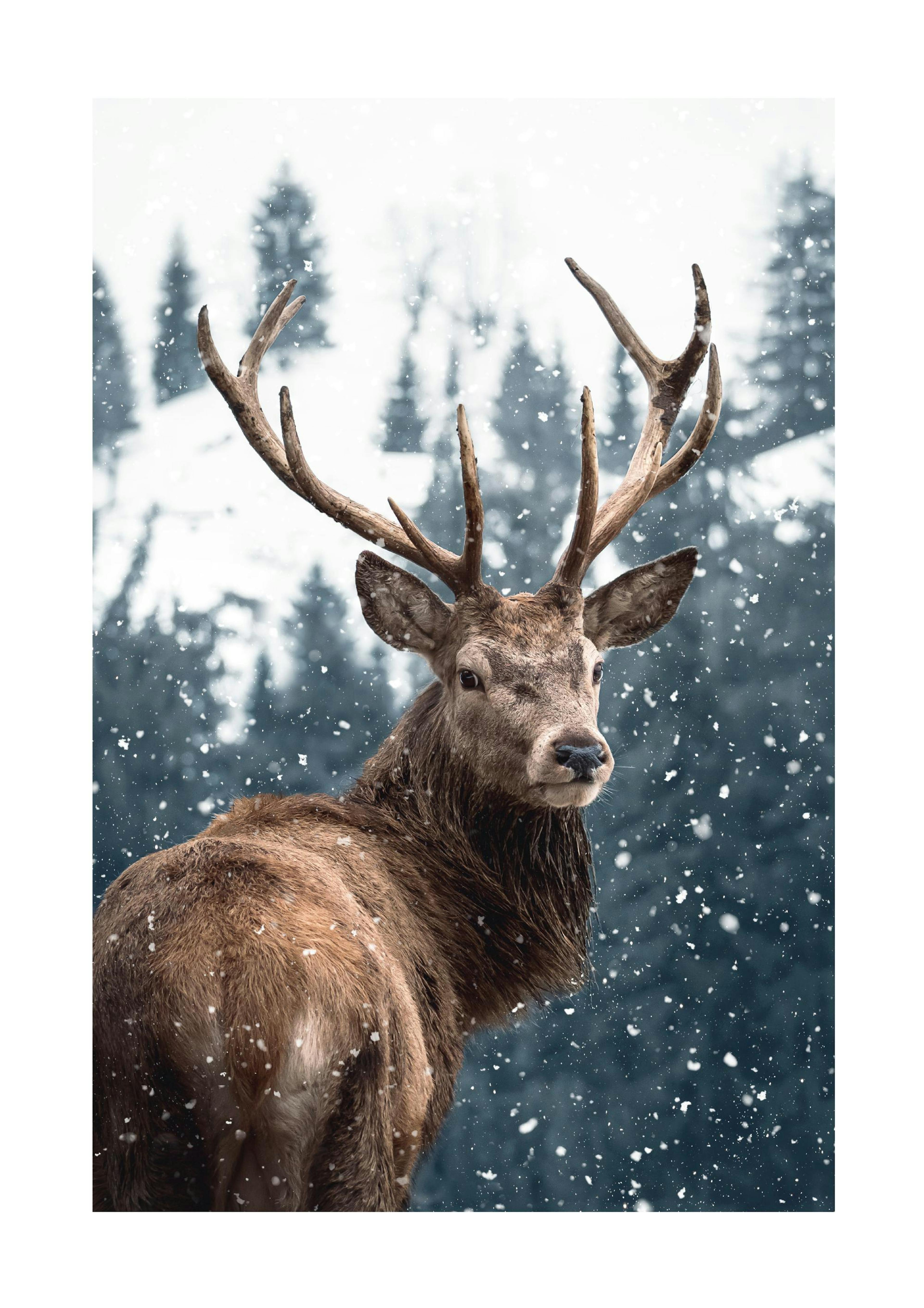 Cervo nella Neve Poster 0