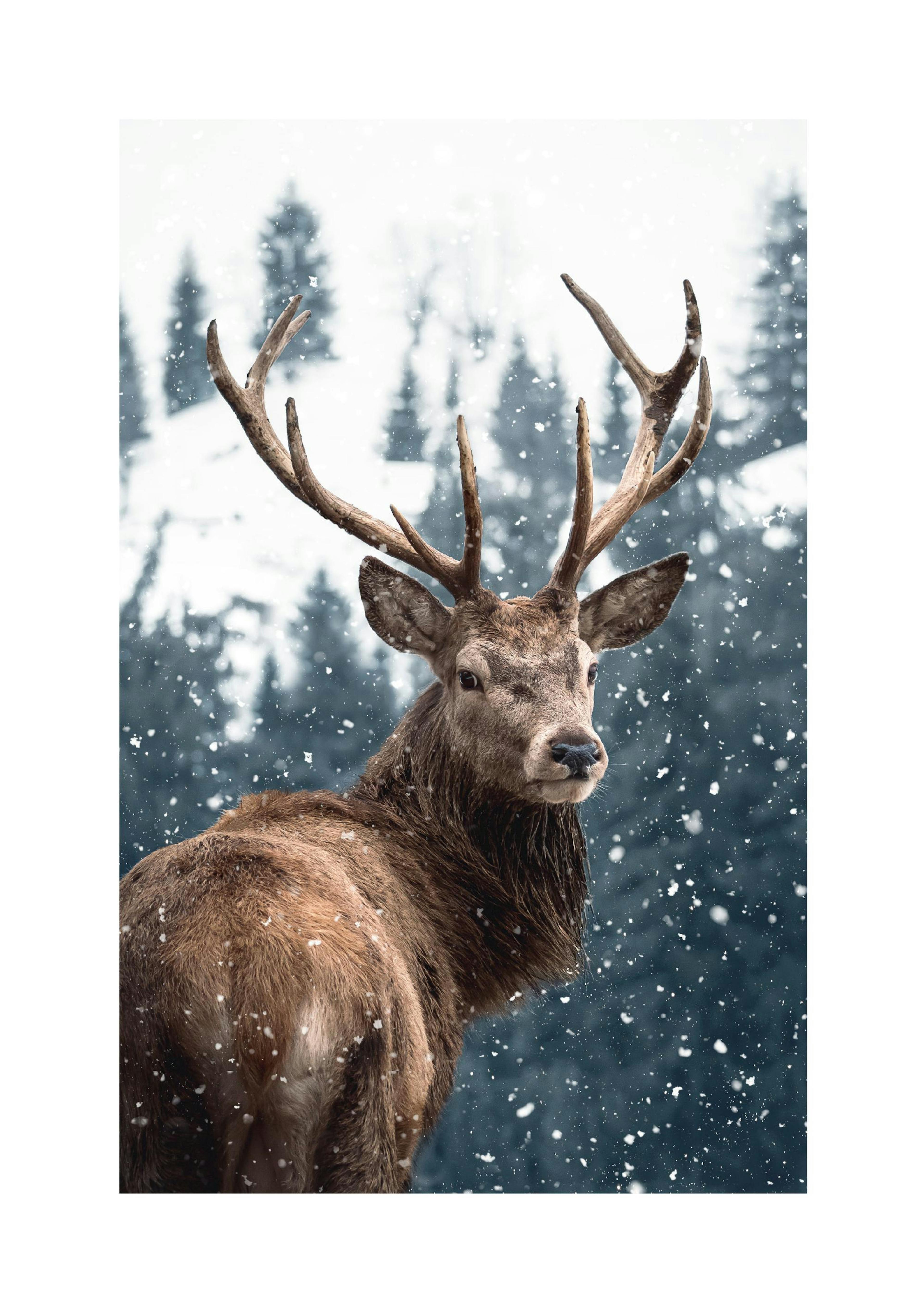 Red Deer in Snow Poster thumbnail