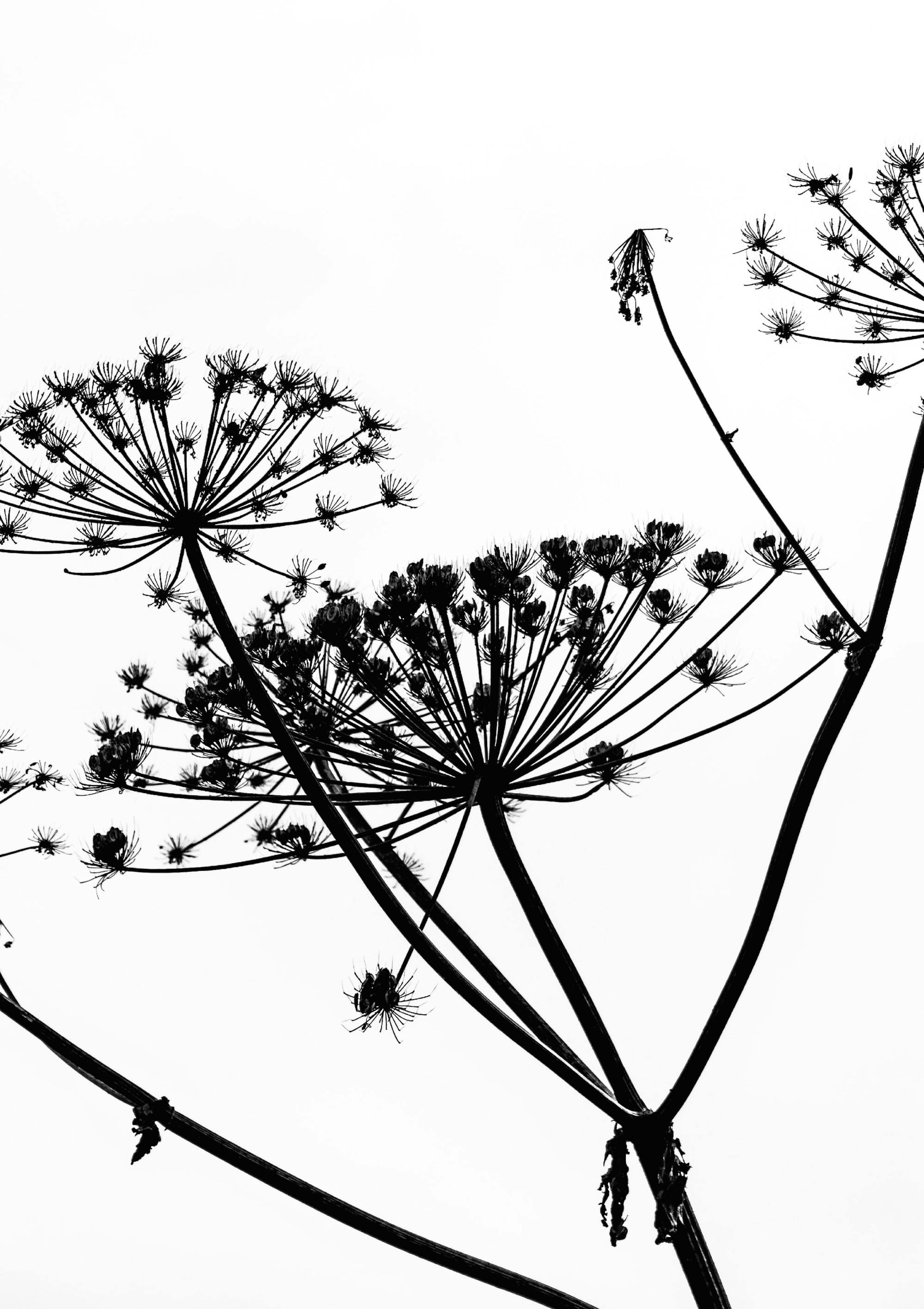 Dried Flower Silhouette Poster thumbnail