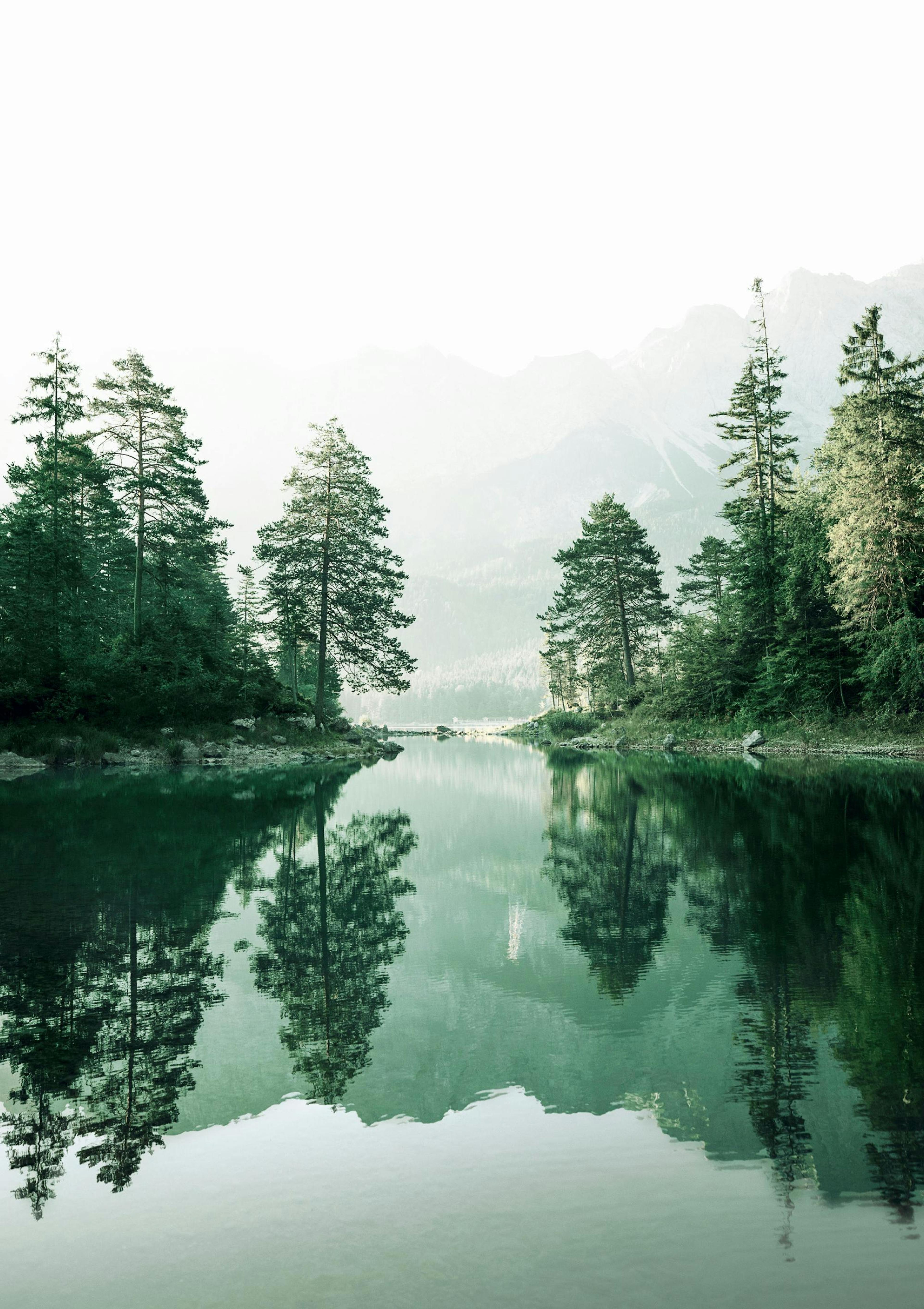 Foggy Forest Reflection Poster thumbnail