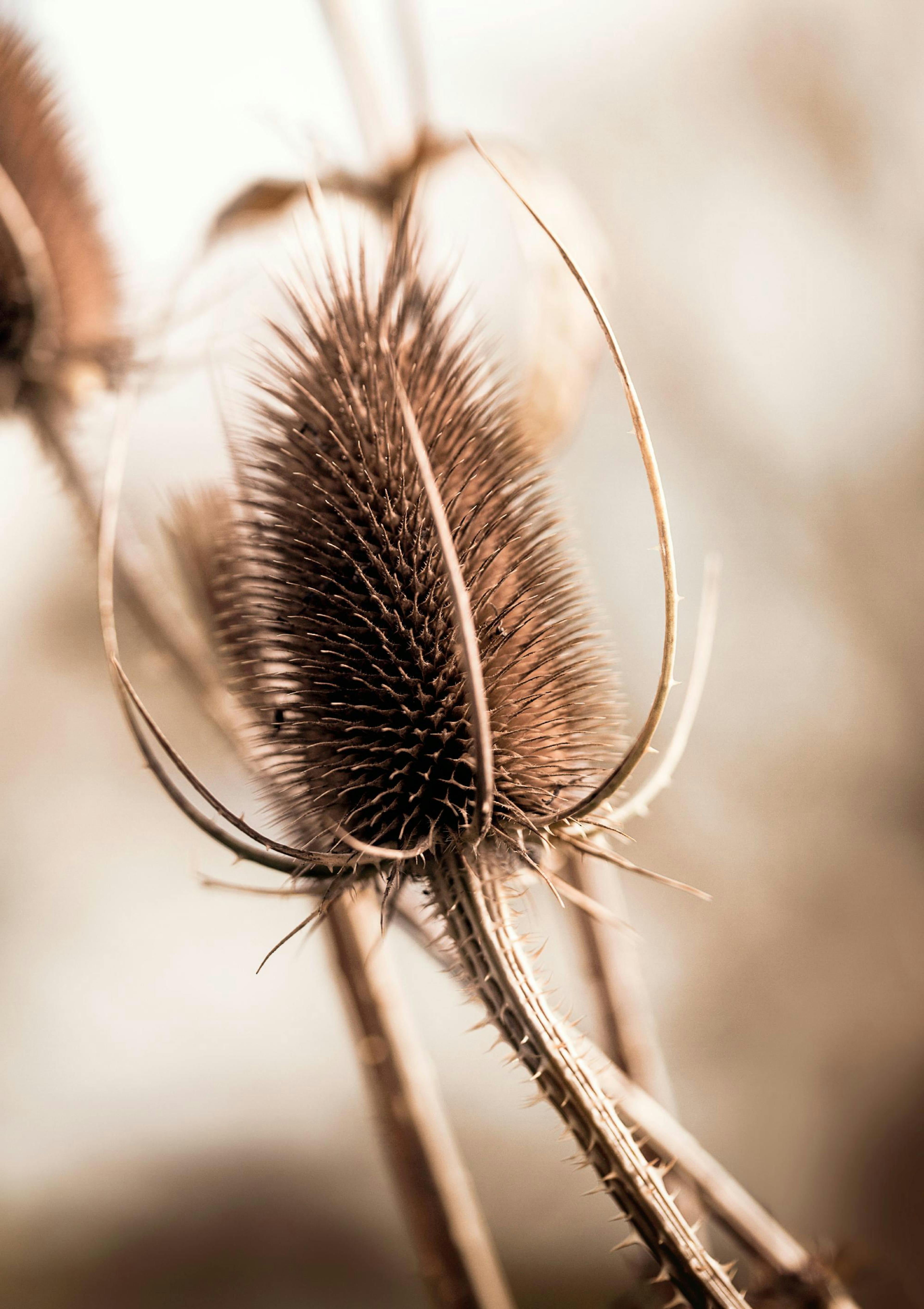Thistle Bud Poster thumbnail