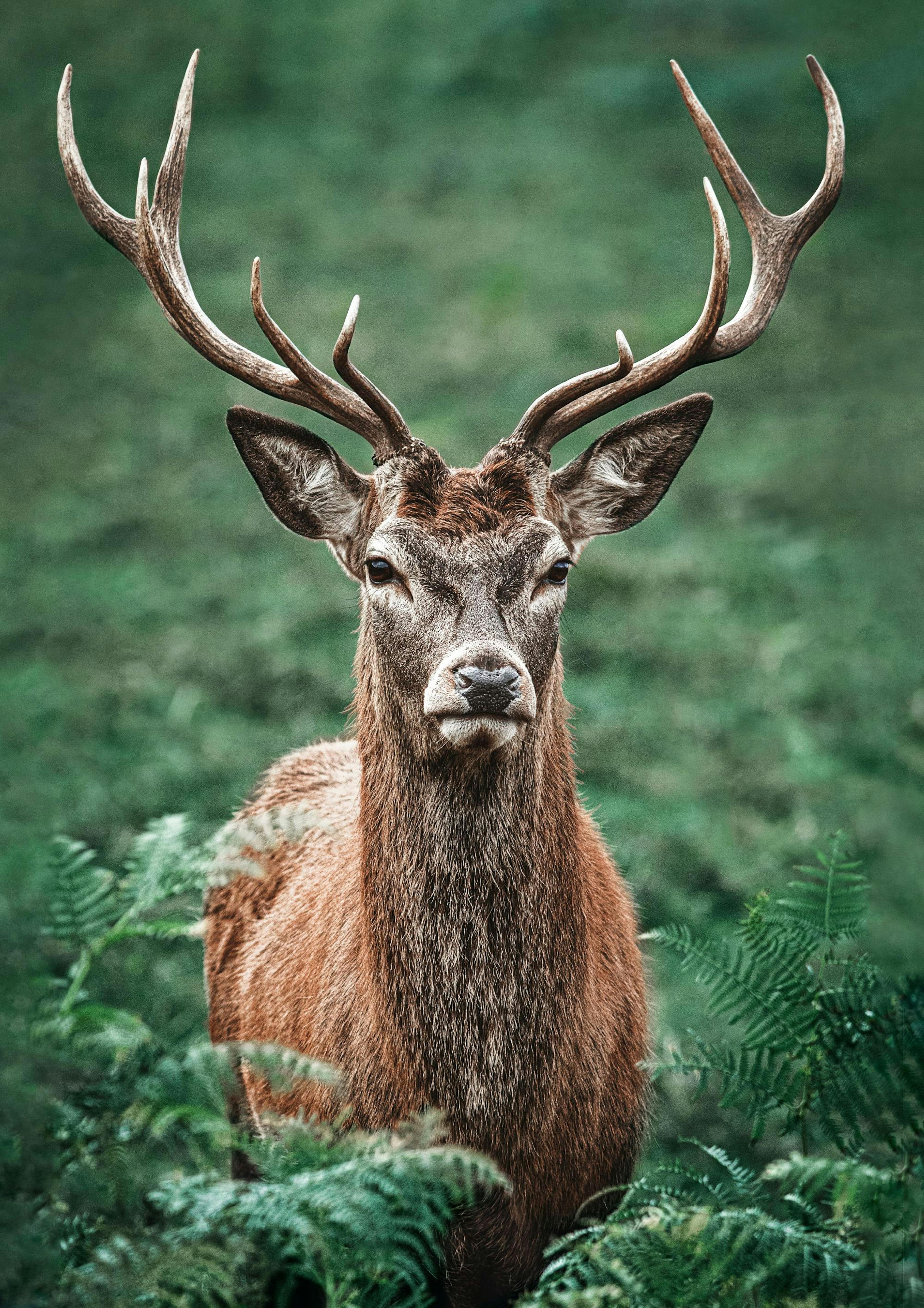 Magnifique Cerf Poster thumbnail