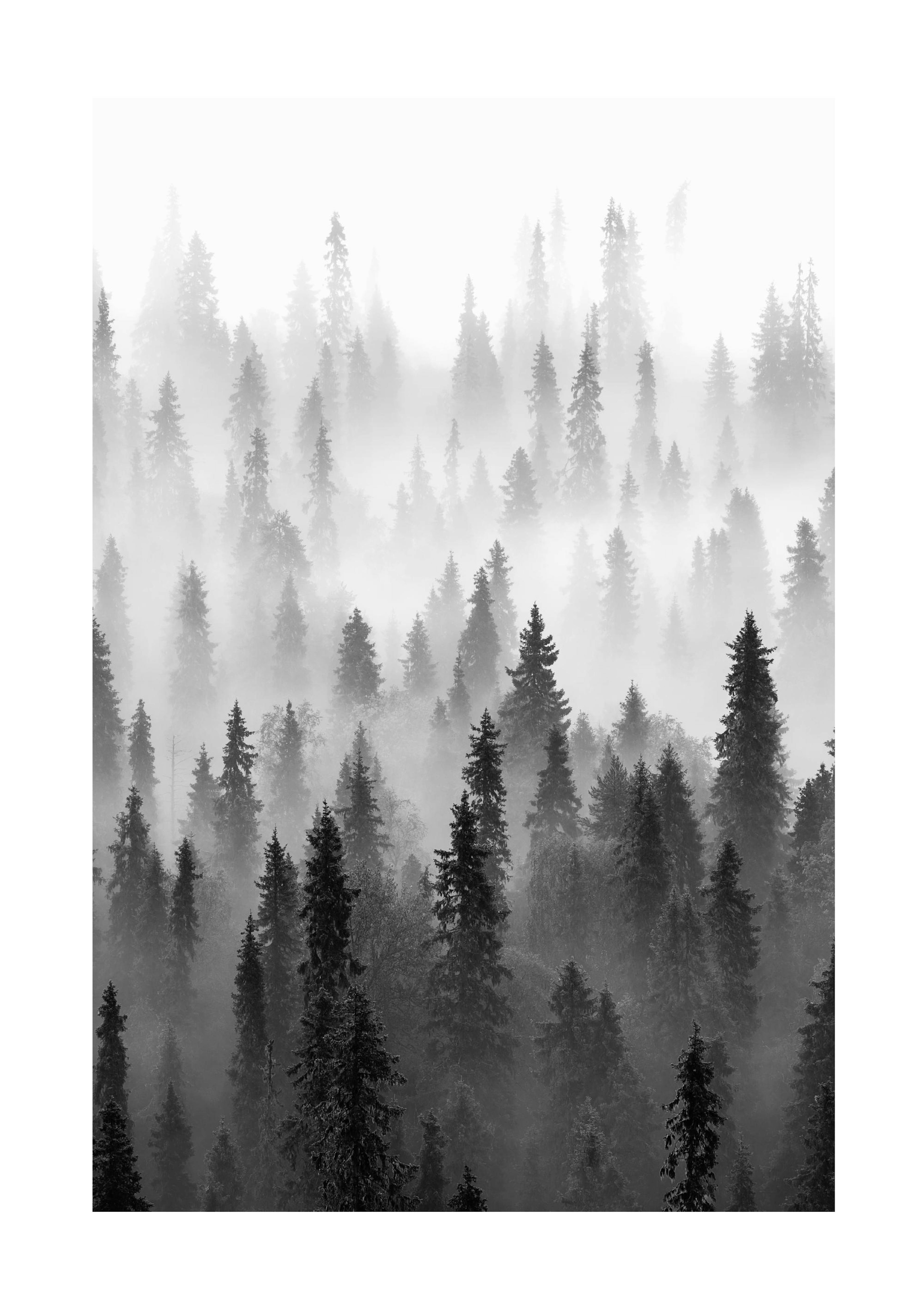 Fog Over Forest Poster thumbnail