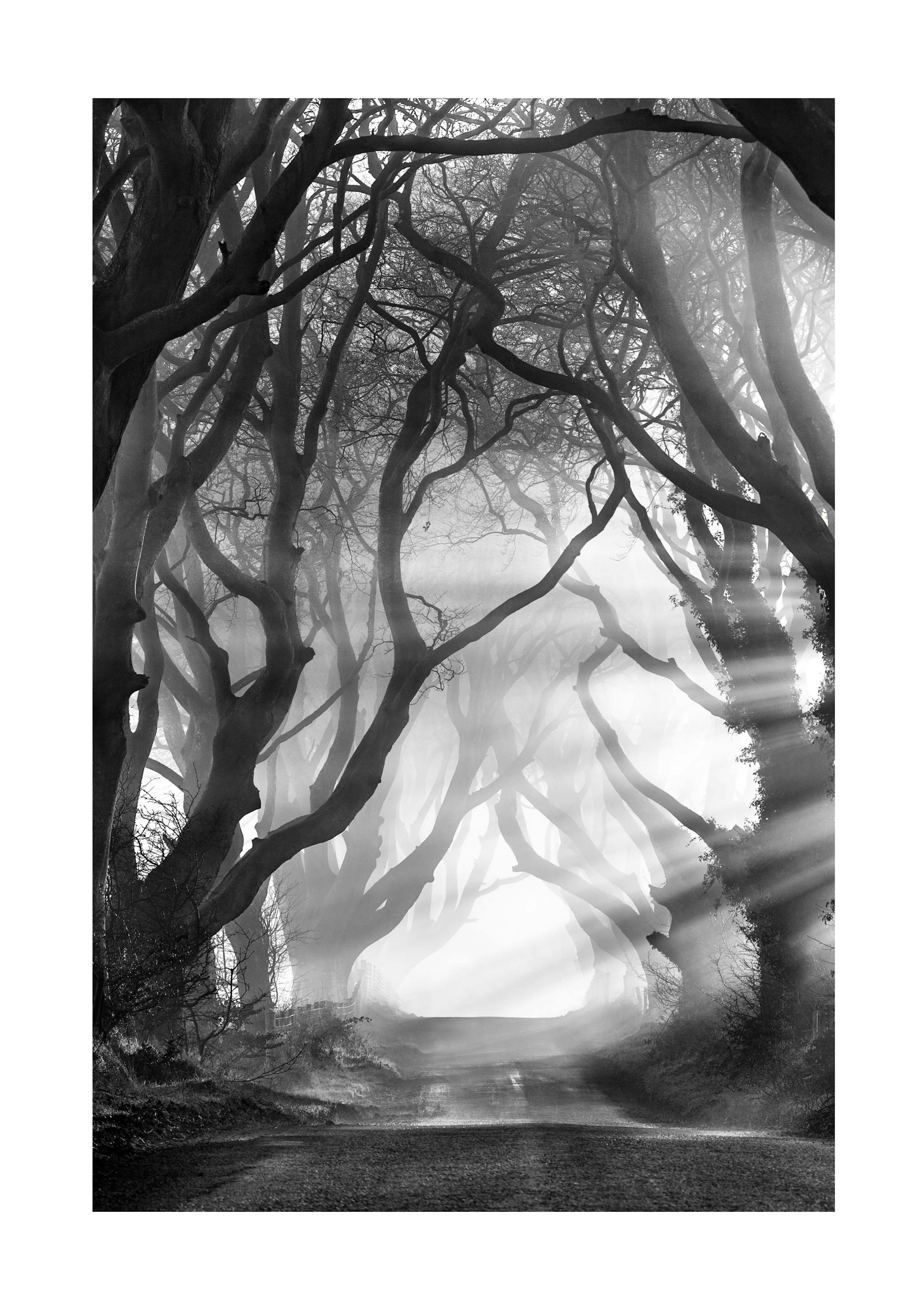 Dark Hedges Poster thumbnail
