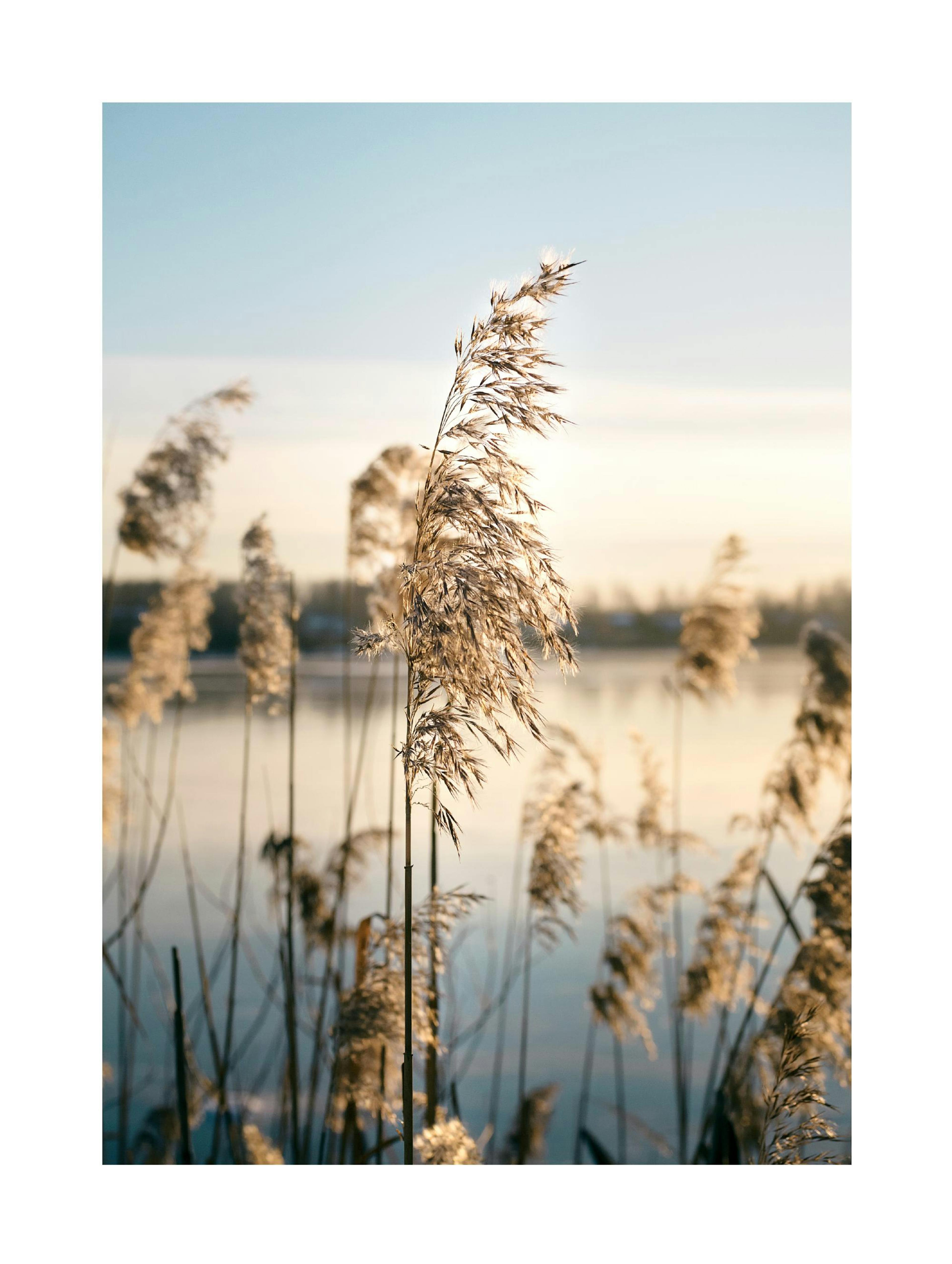 Calm Lake Reed Poster 0