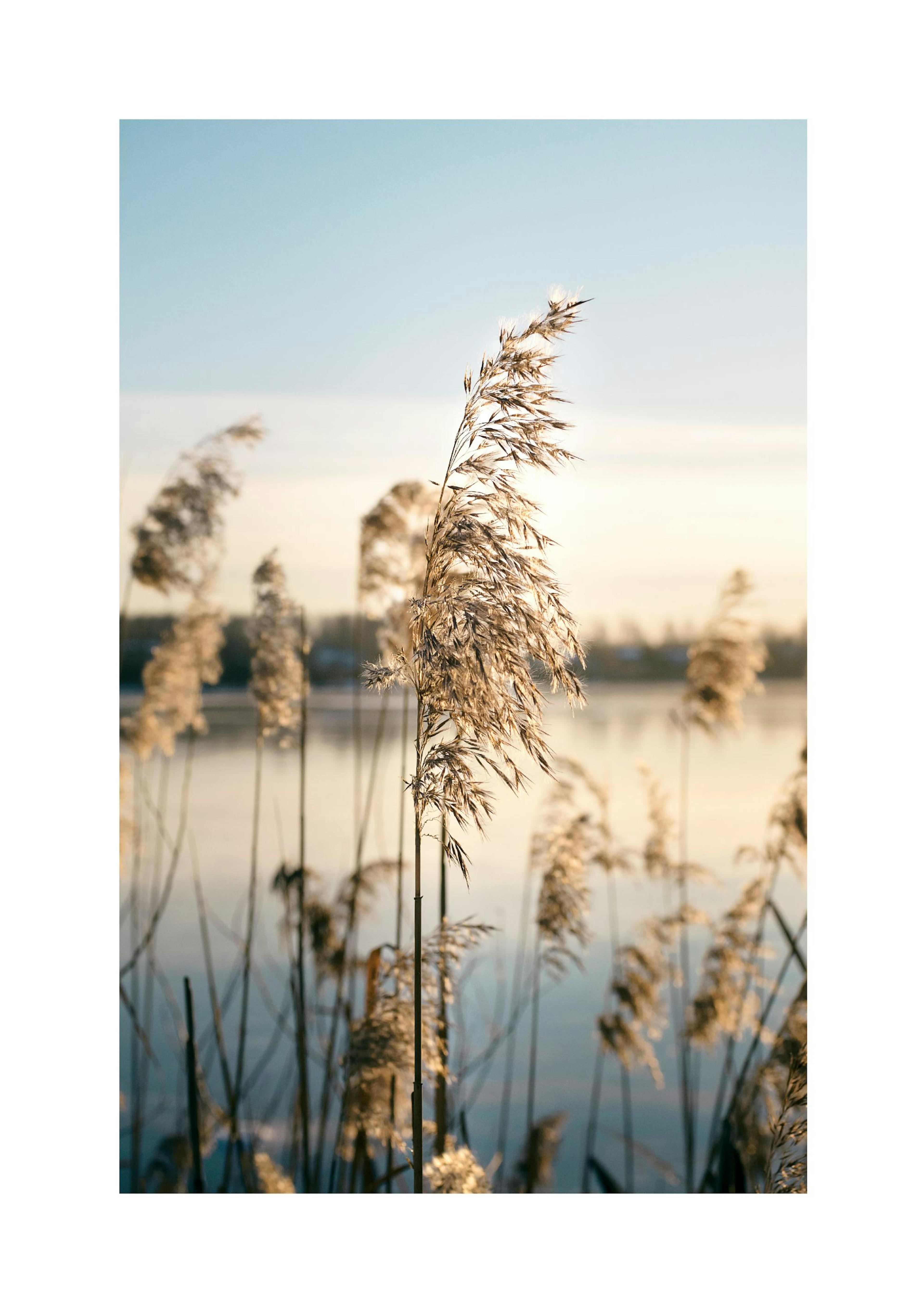 Kalm Meer Riet Poster thumbnail