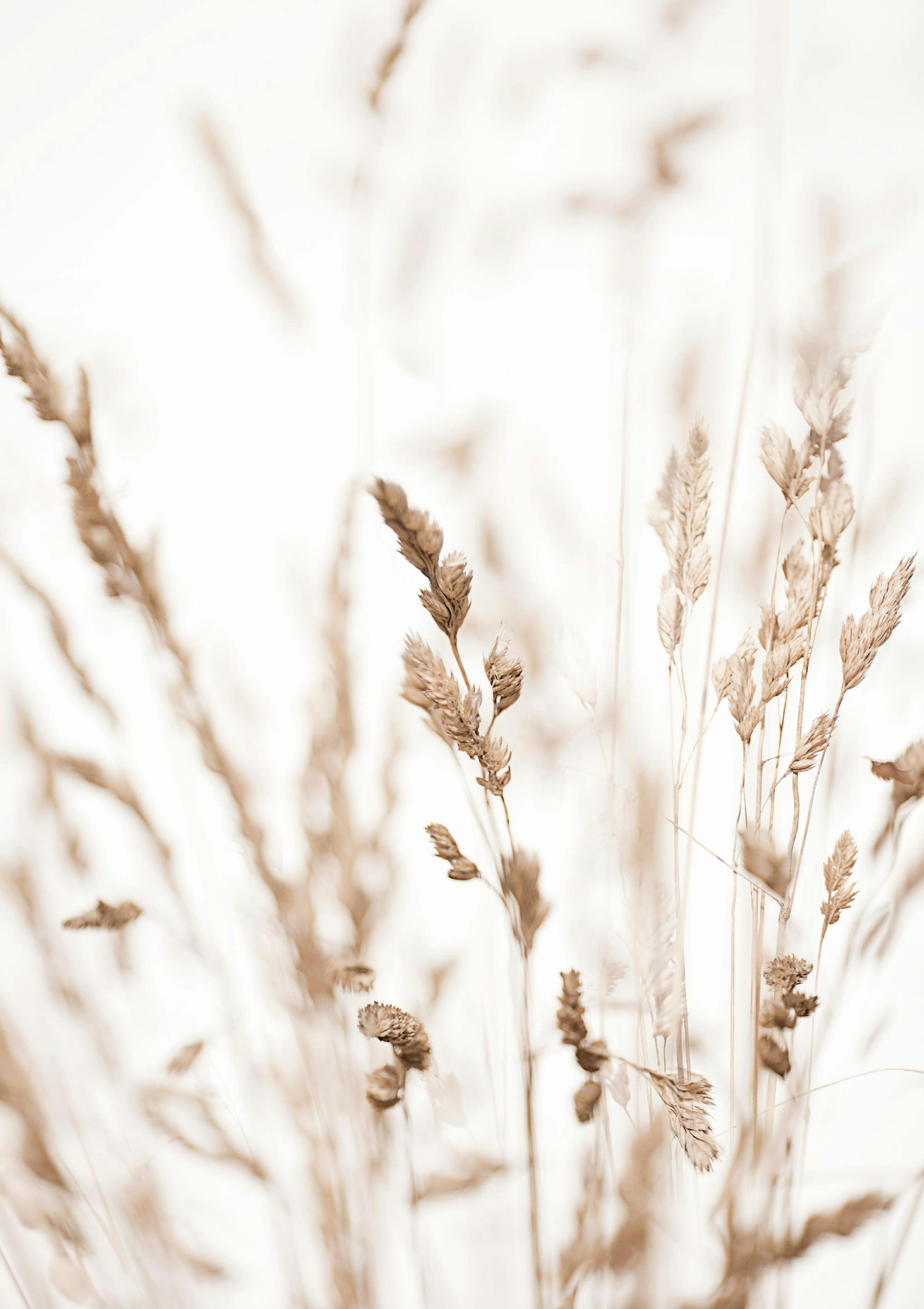 Herbe Beige Poster thumbnail
