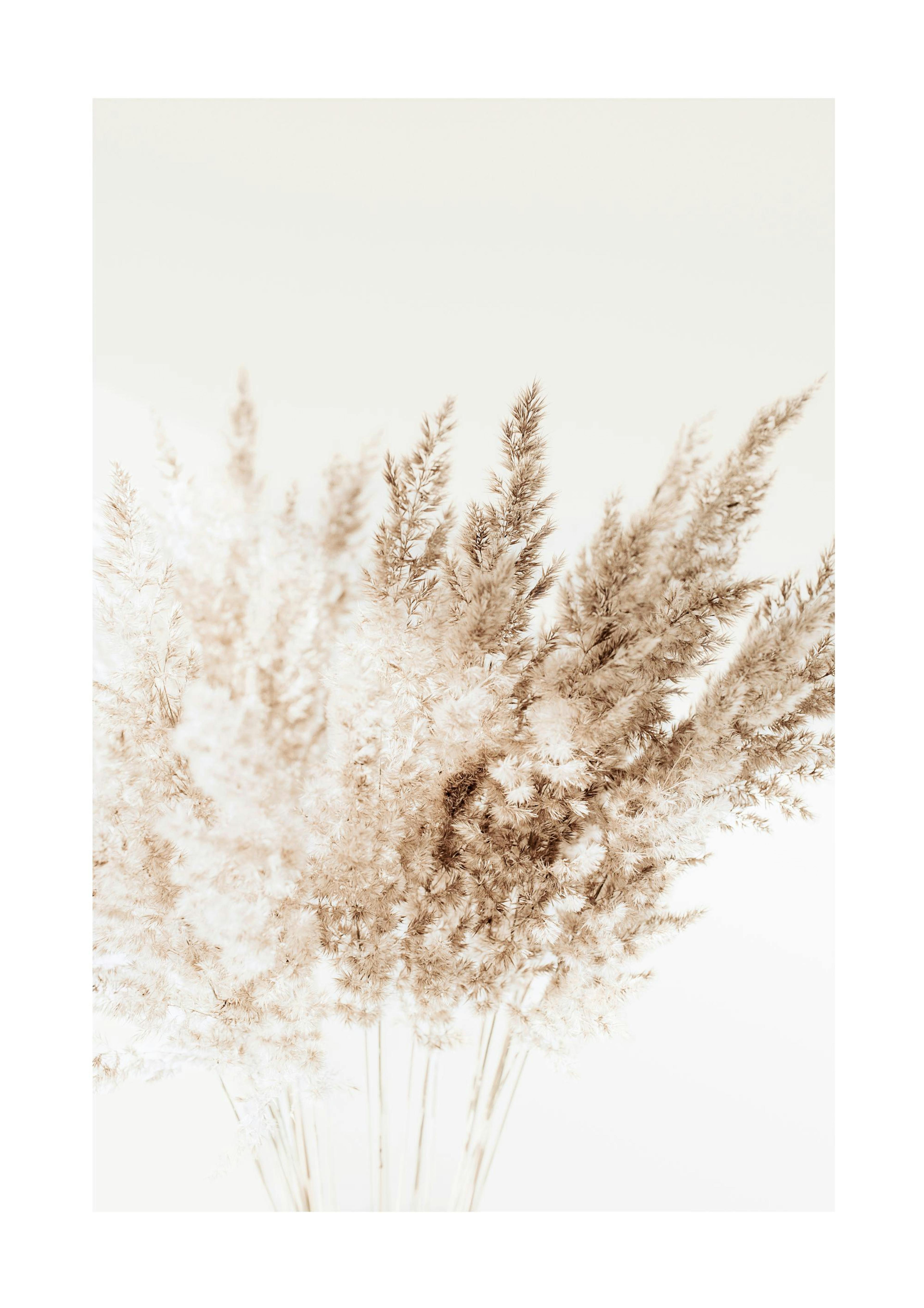 Bouquet di Canne Poster 0