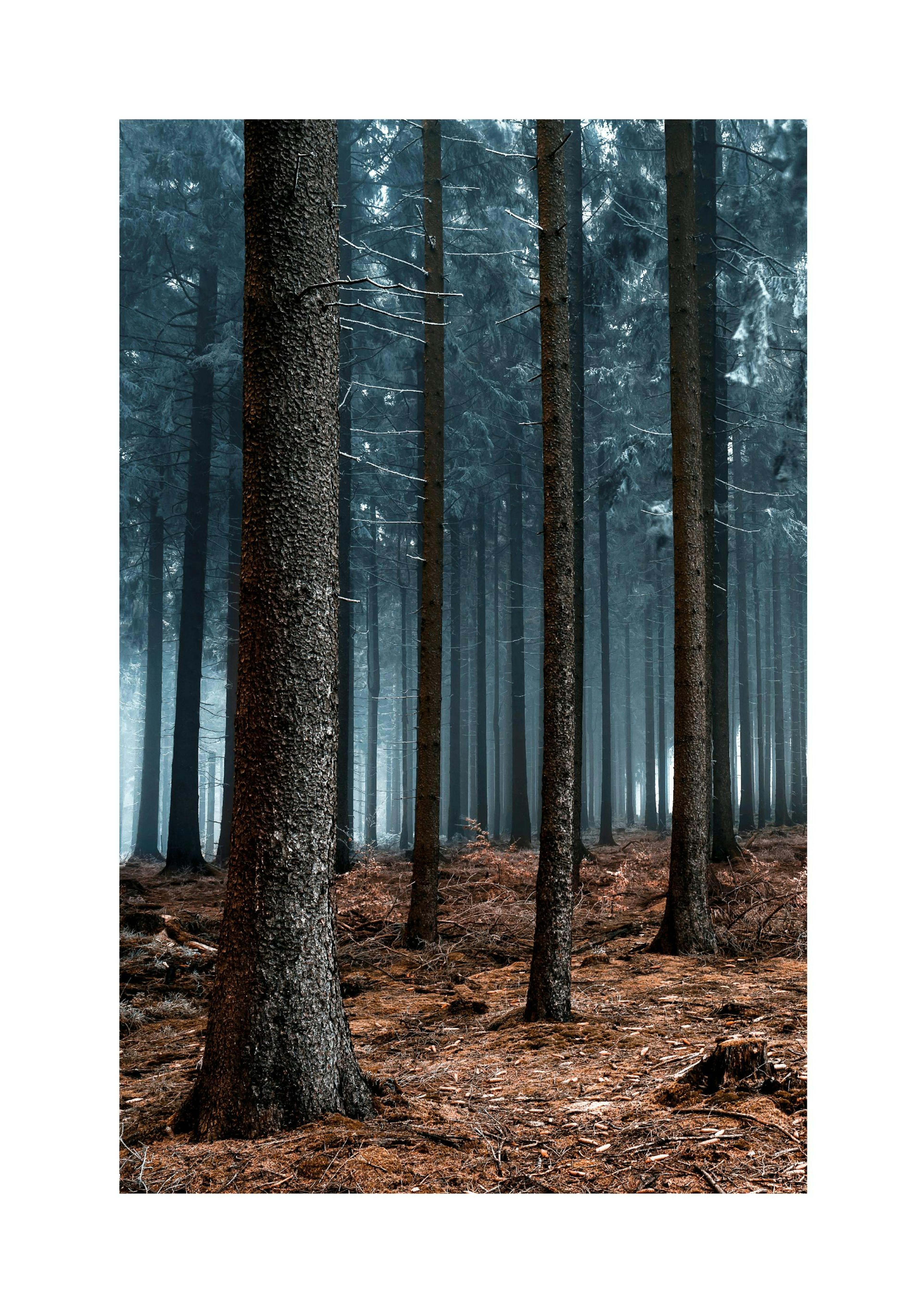 Forbidden Forest Poster thumbnail