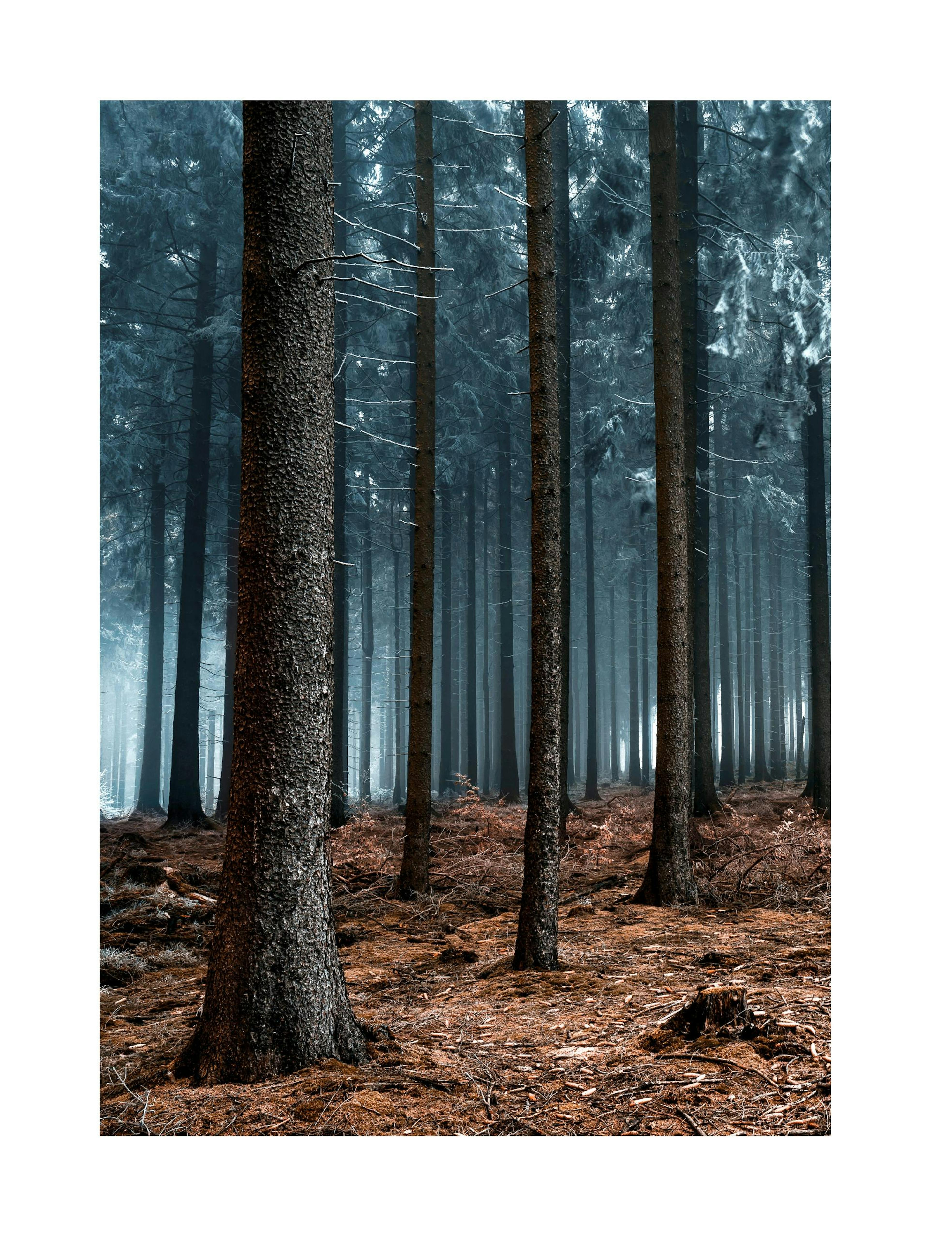 Verboden Bos Poster 0