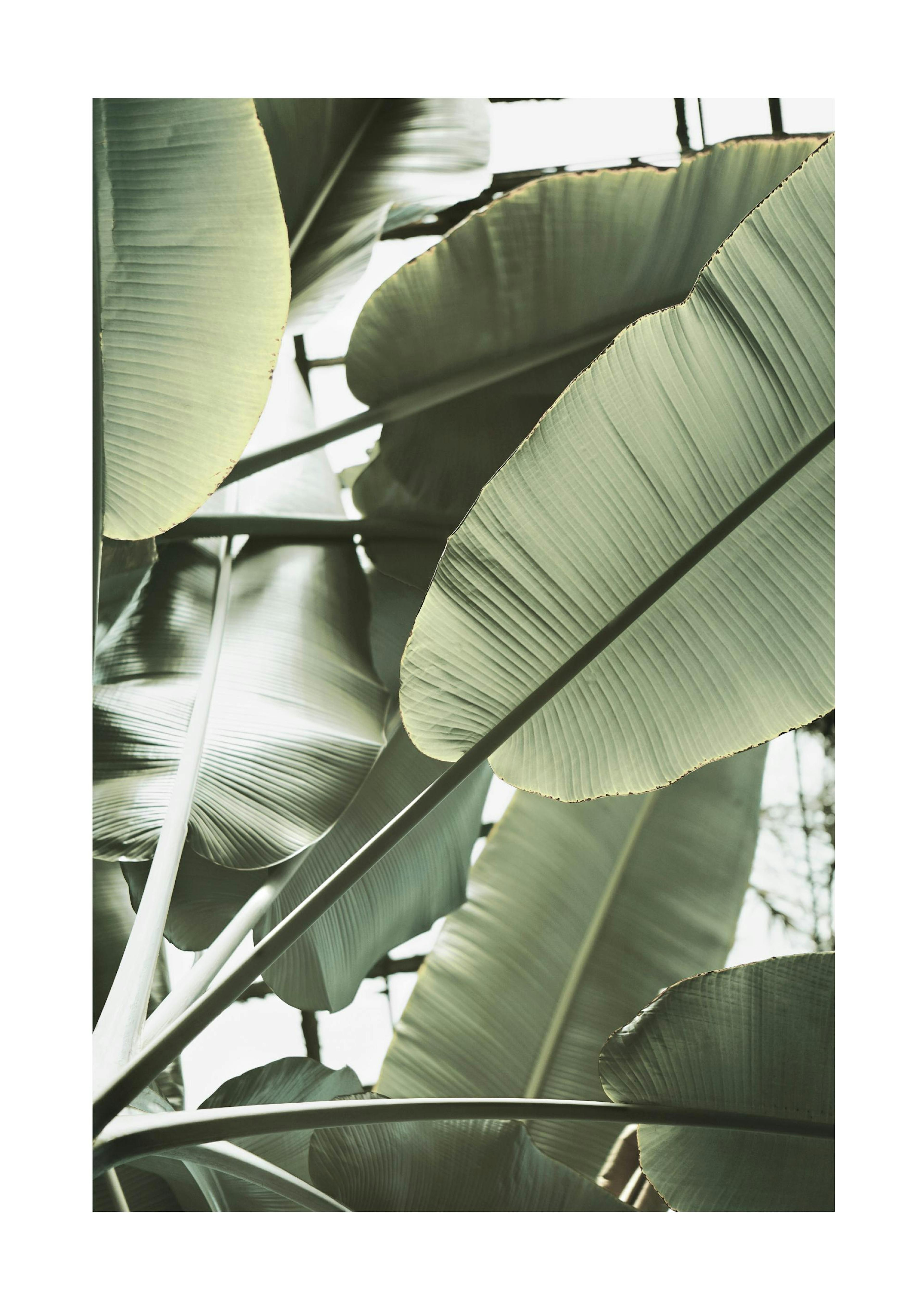 Gros Plan Feuilles Bananier Poster thumbnail