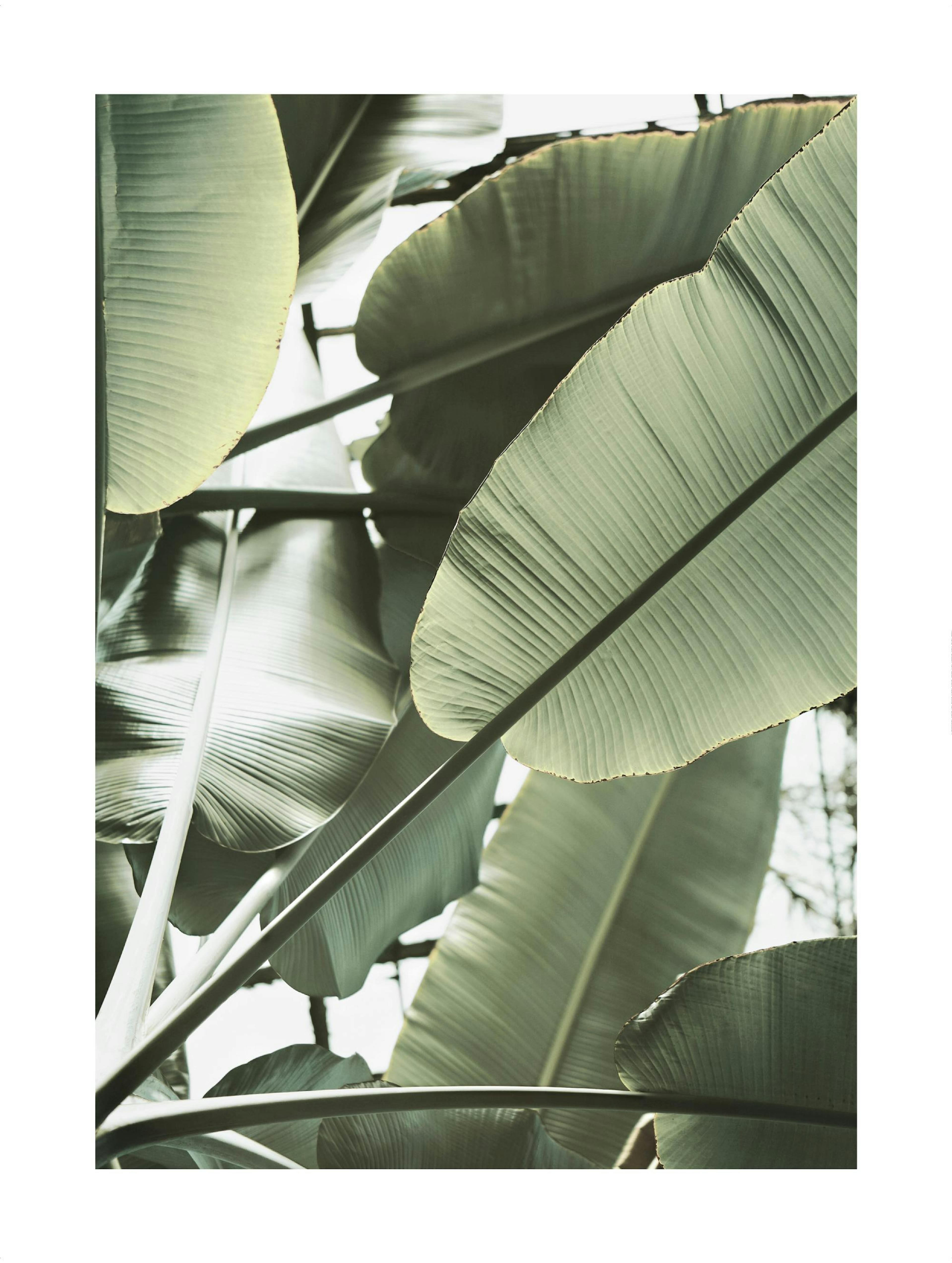 Banana Leaves Closeup Poster thumbnail