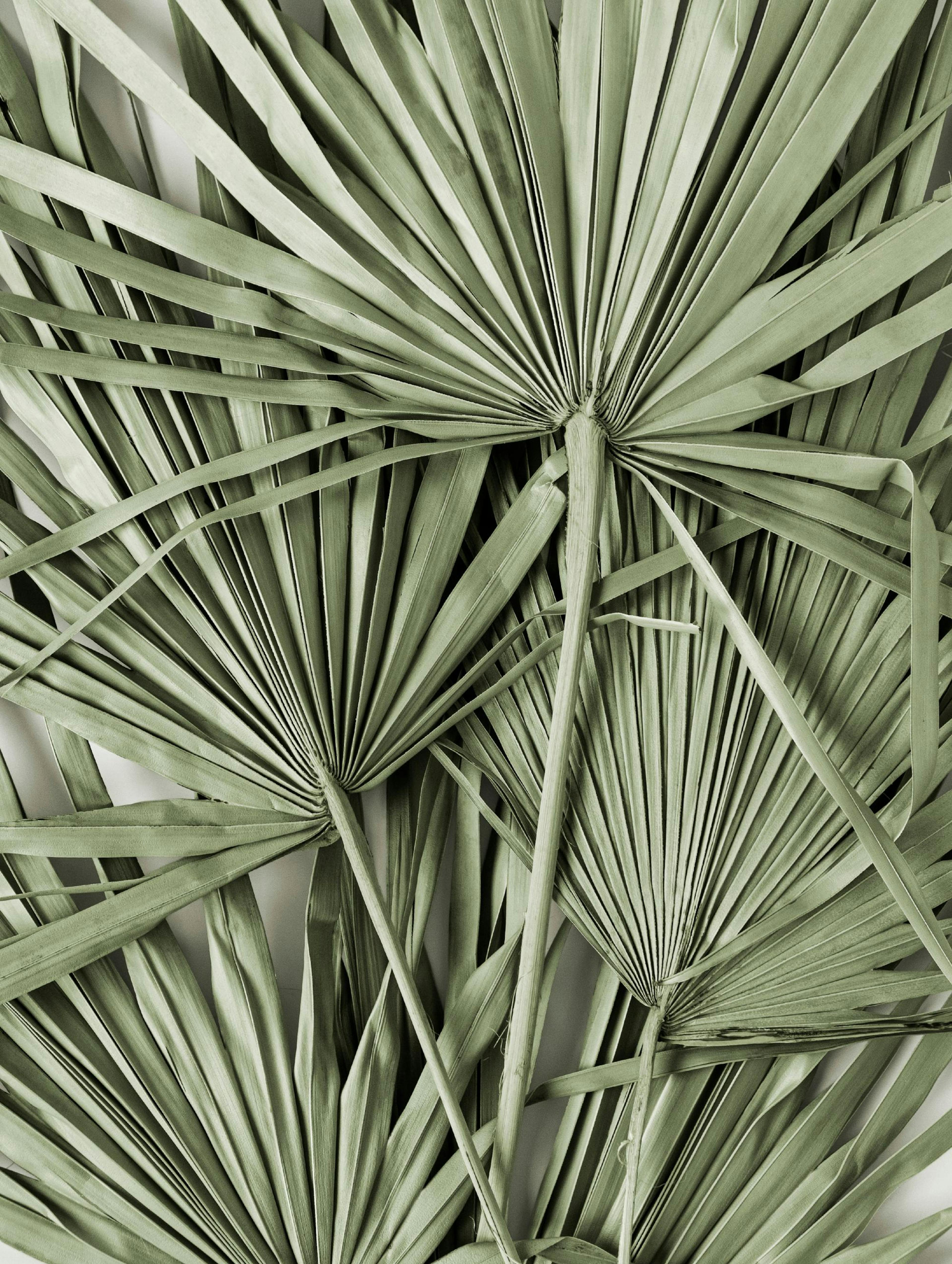 Green Tropical Leaves Poster thumbnail