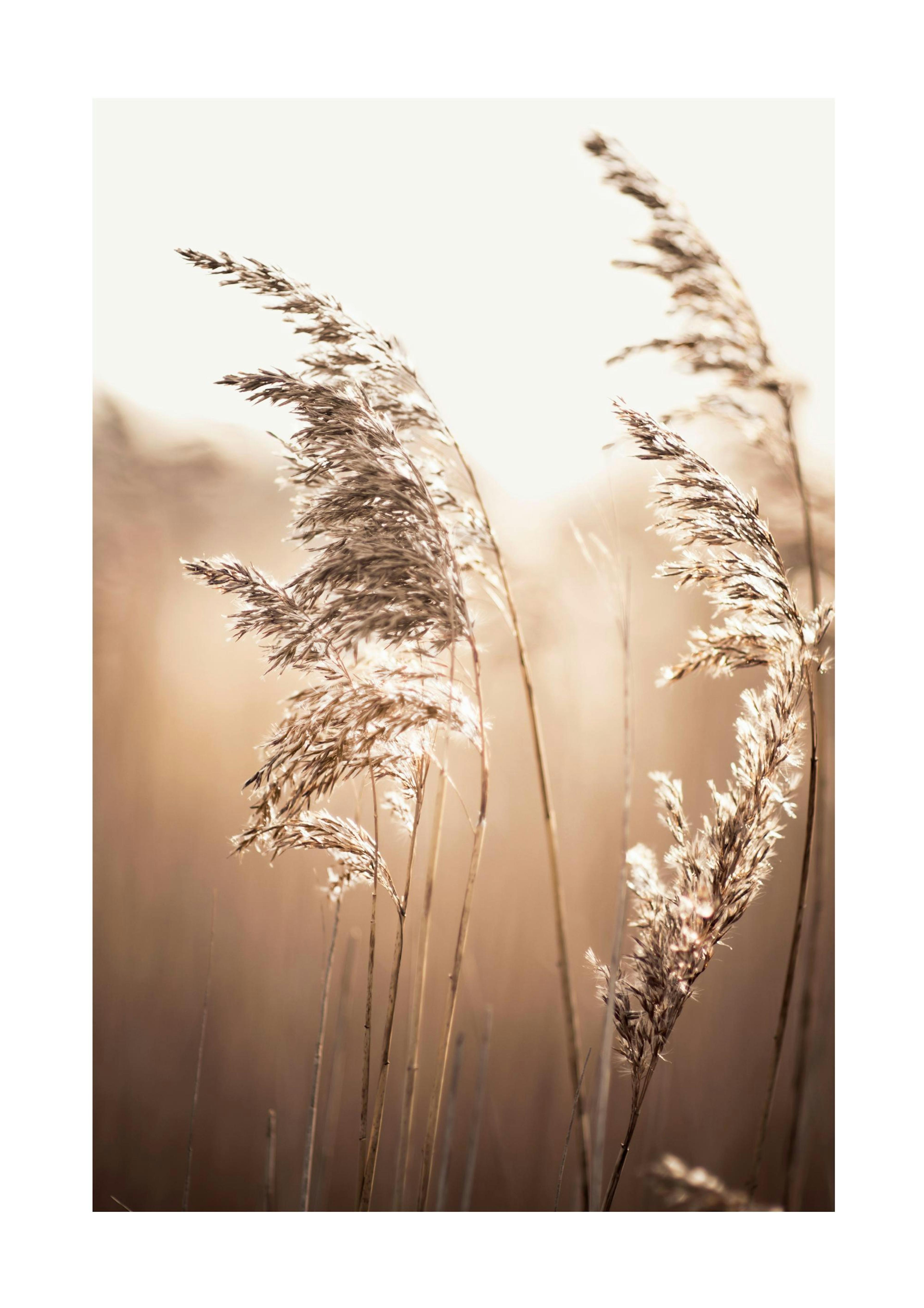 Zonlicht Riet Poster 0