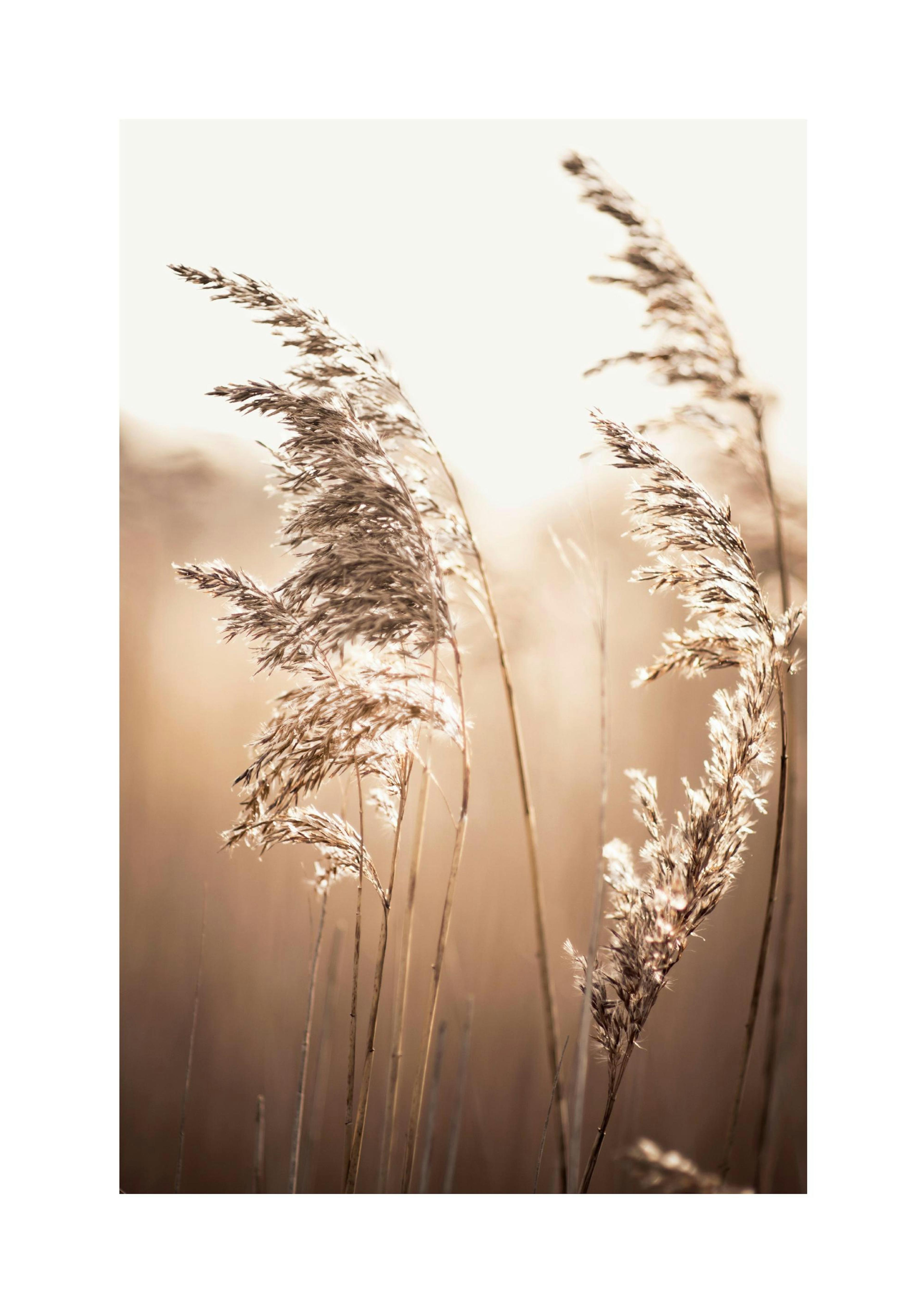 Sunlight Reed Poster thumbnail