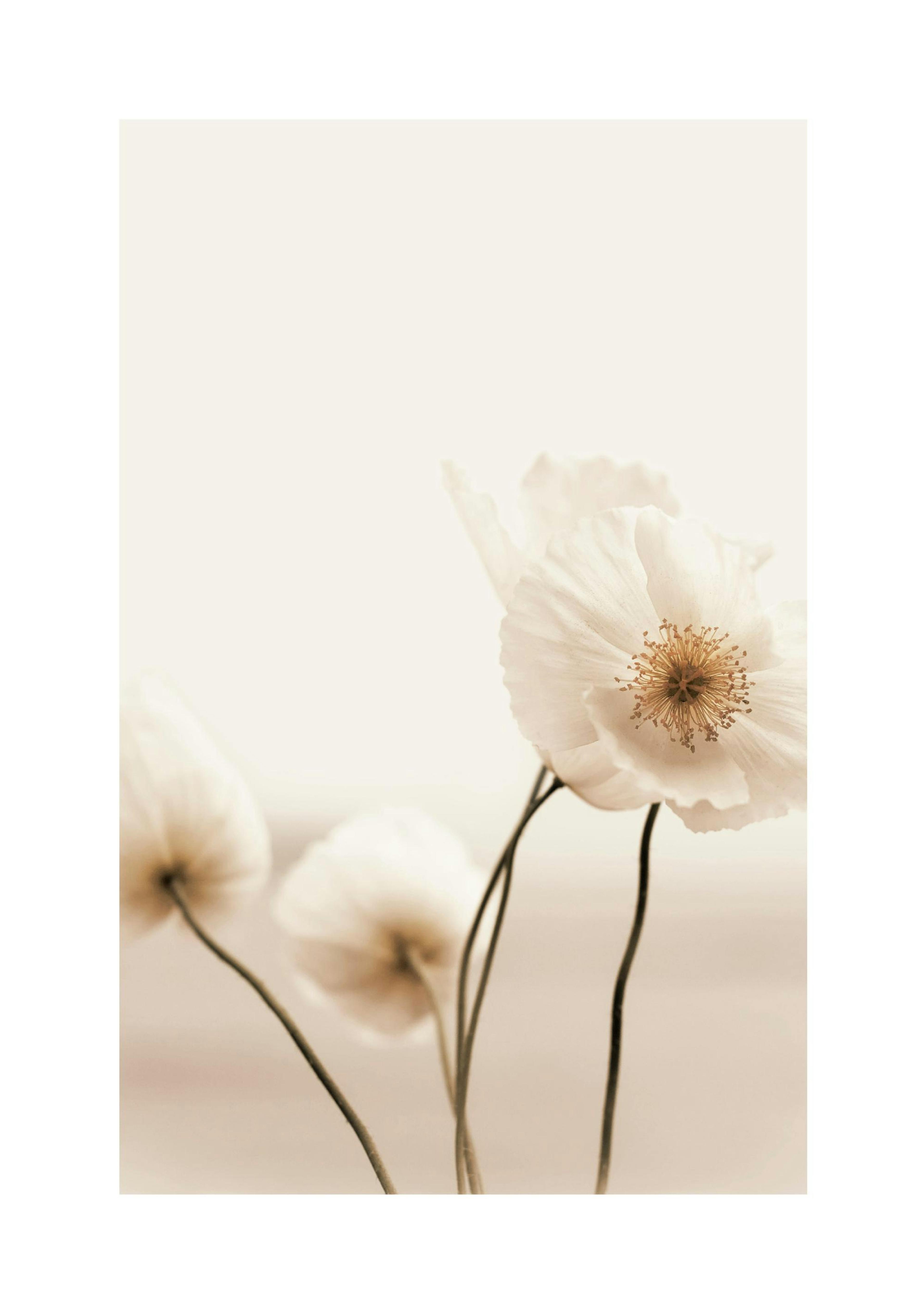 Wilder Mohn Poster thumbnail