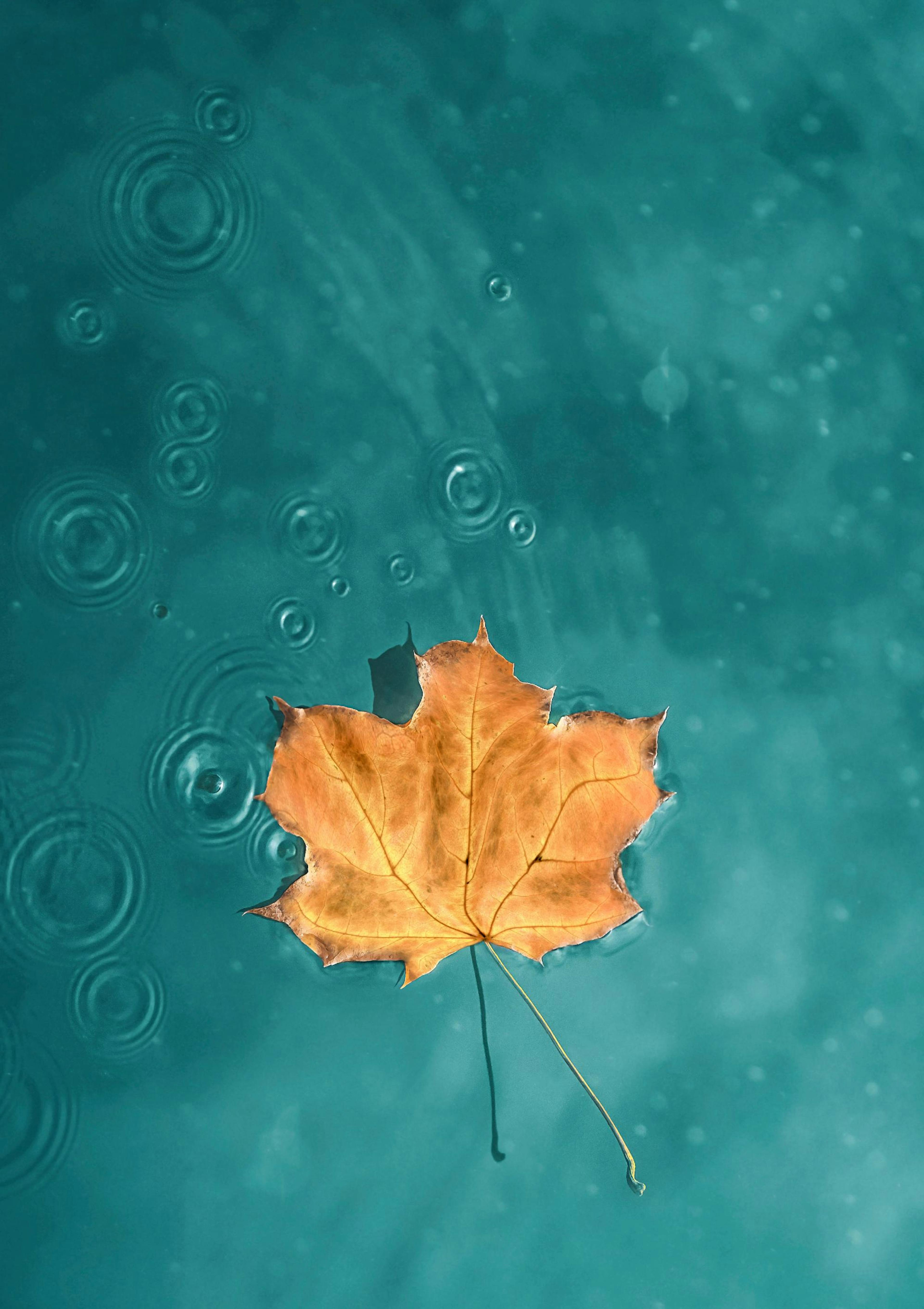 Blatt um blauen See Poster thumbnail