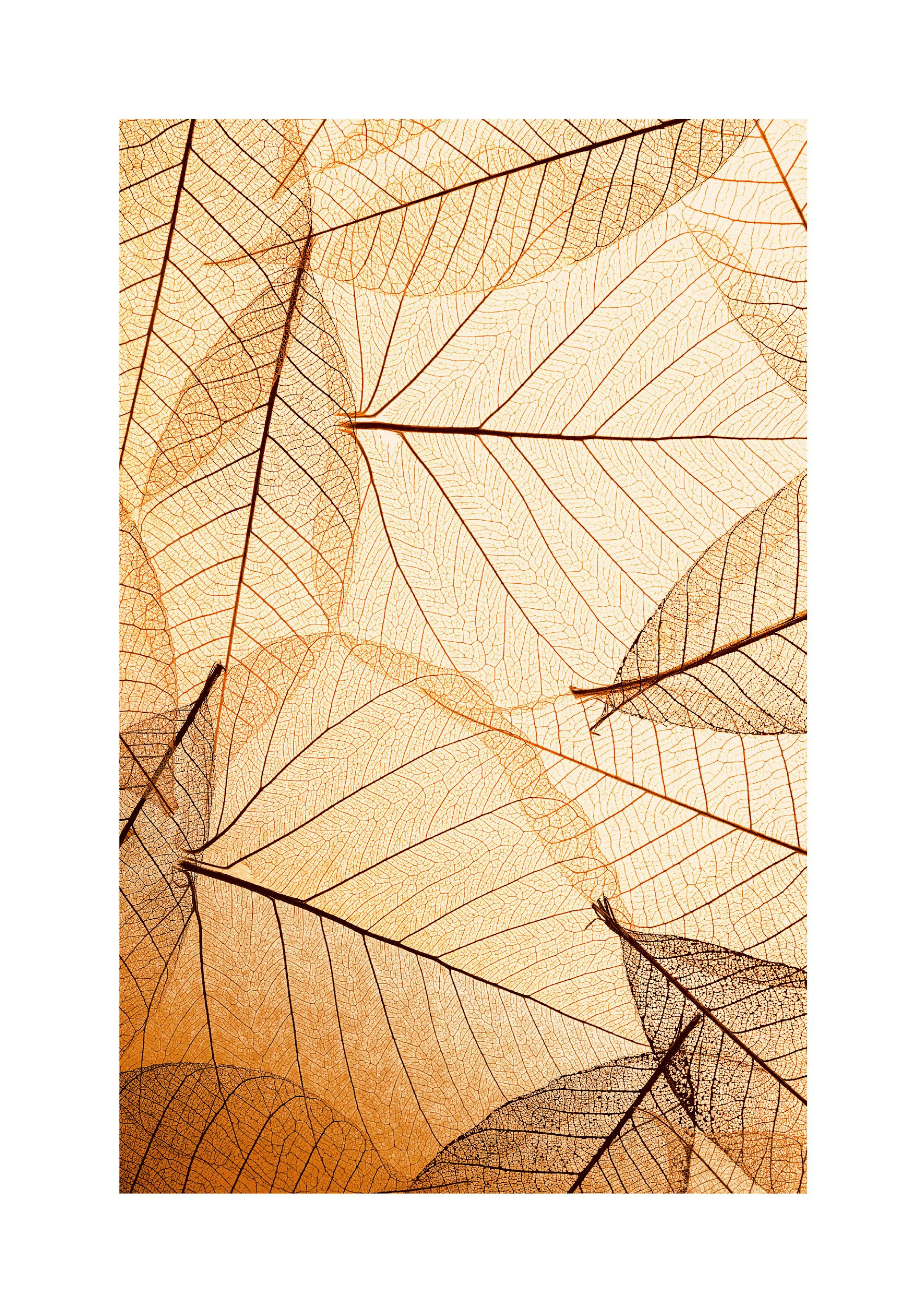 Autumn Leaves Poster thumbnail
