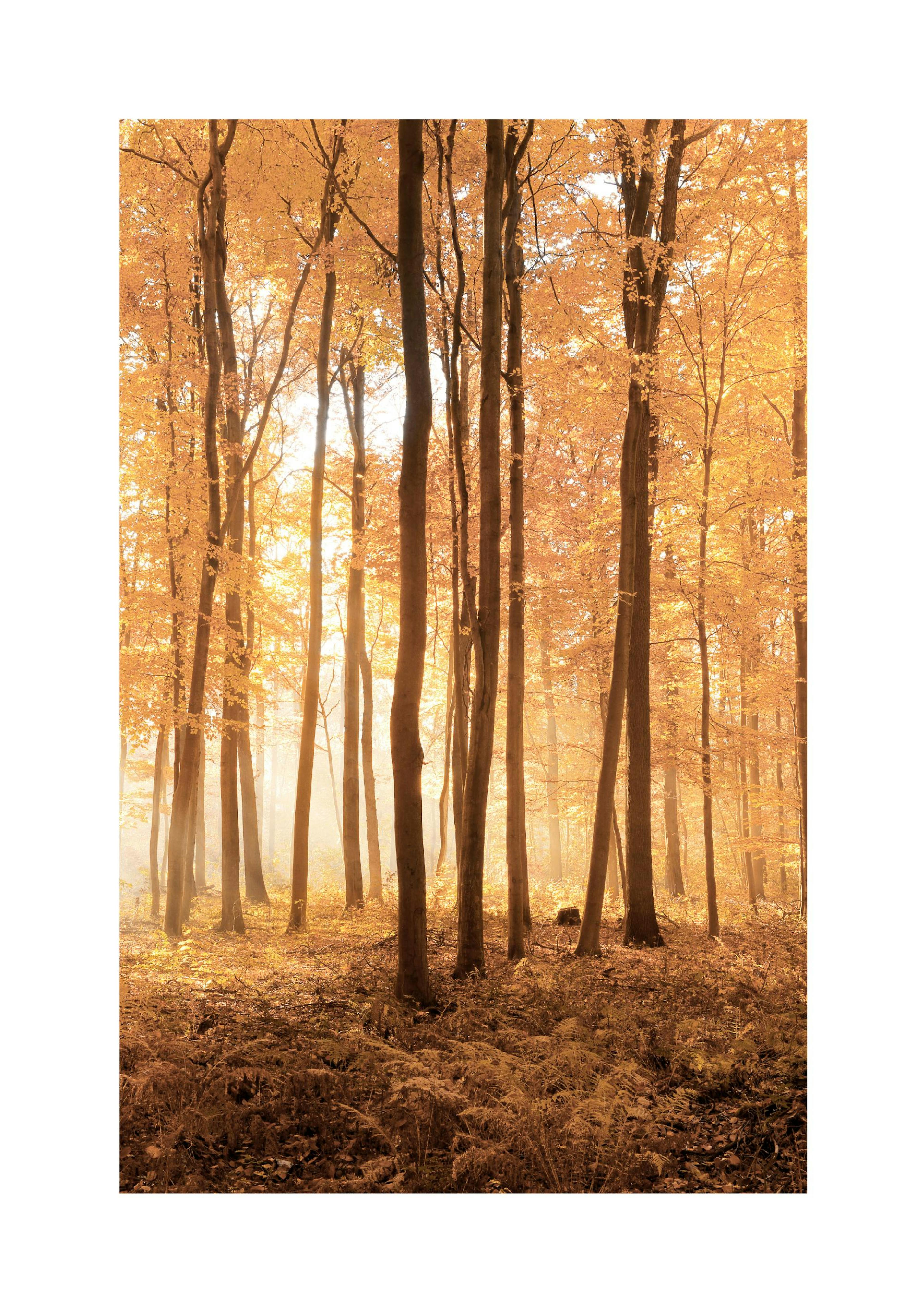 Autumn Trees Poster thumbnail