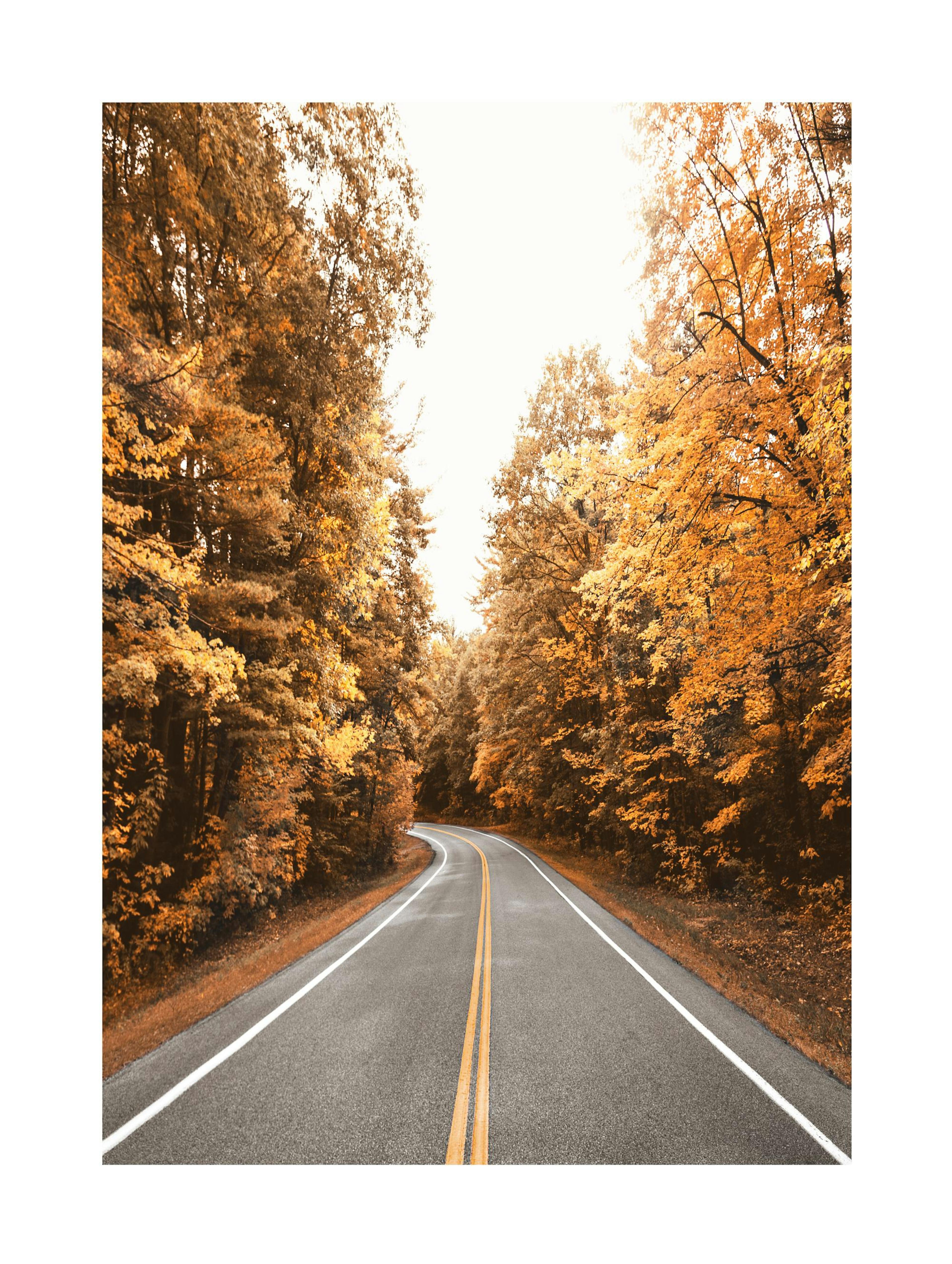 Autumn Road Poster thumbnail