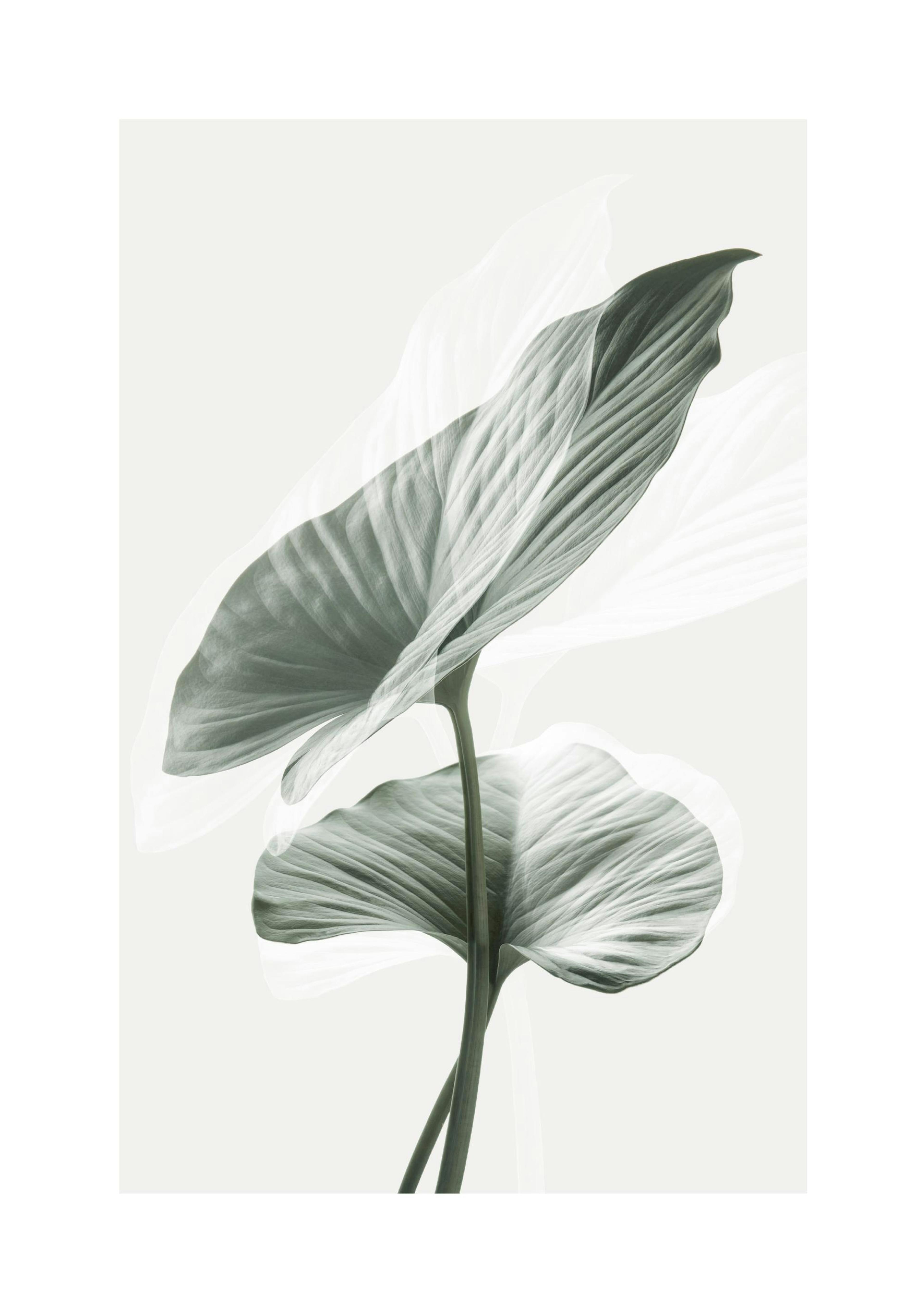 Feuilles Vertes Poster thumbnail