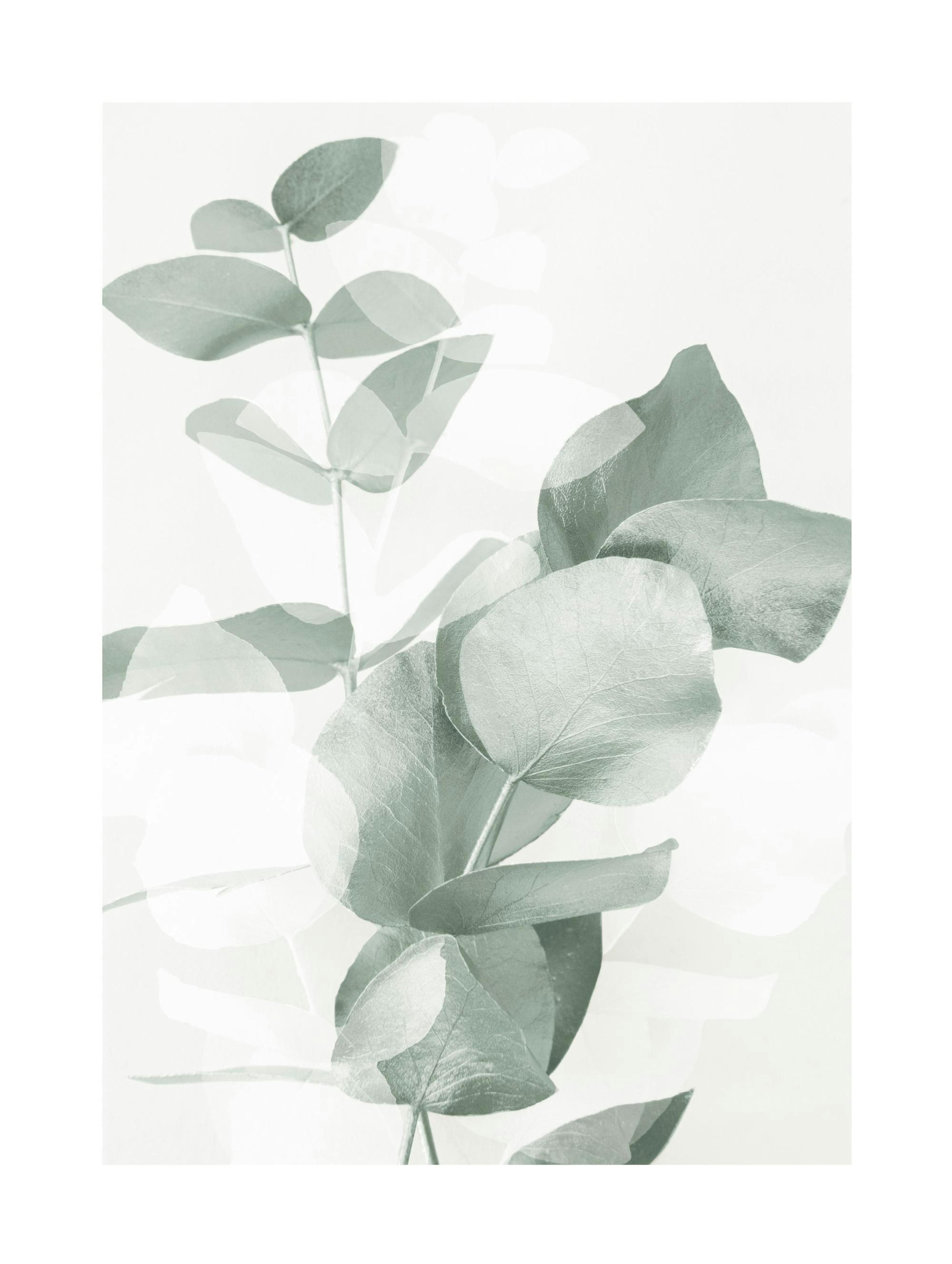 Eucalyptus Shades No2 Affiche 0