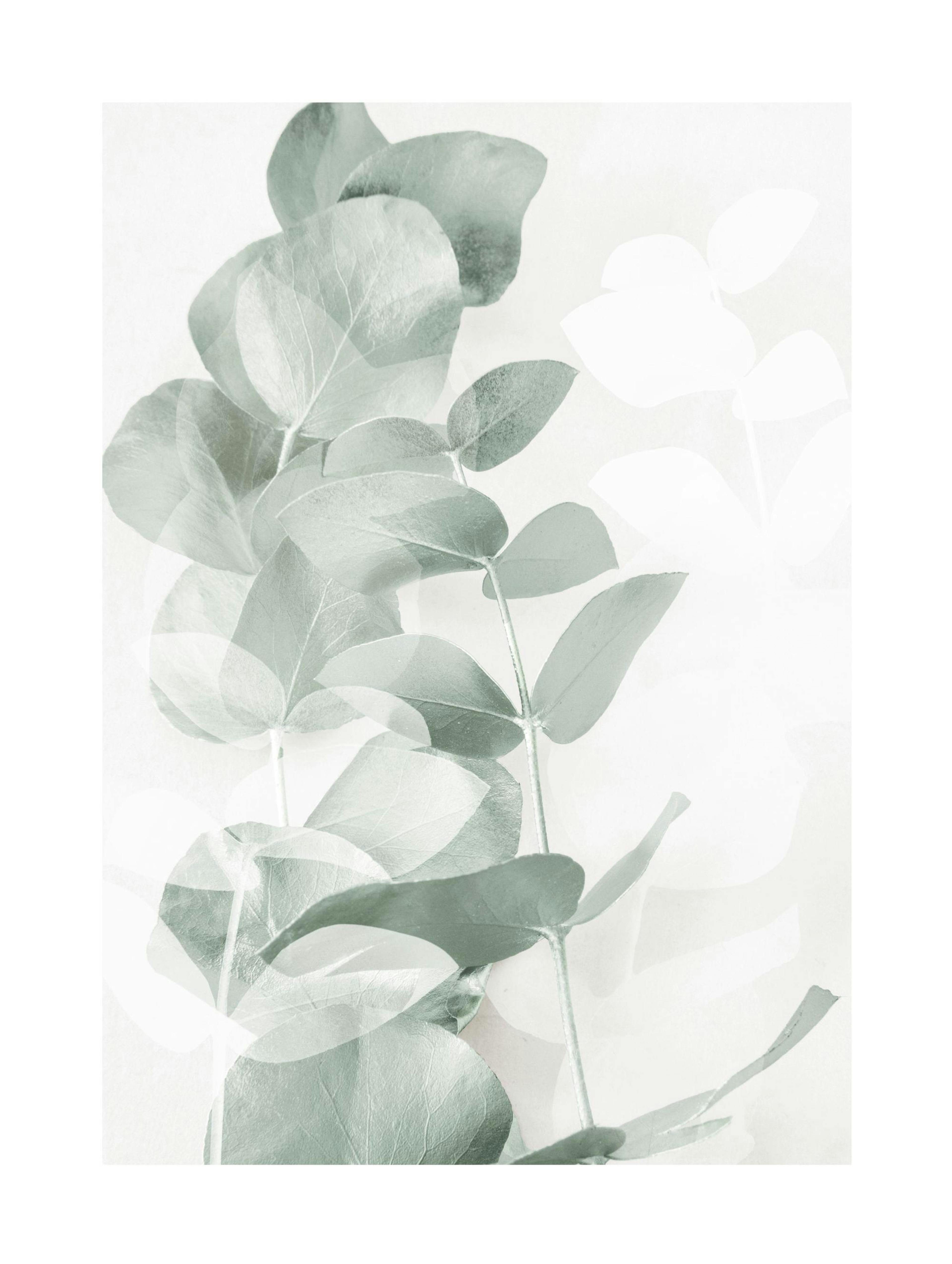 Eucalyptus Shades No1 Affiche 0
