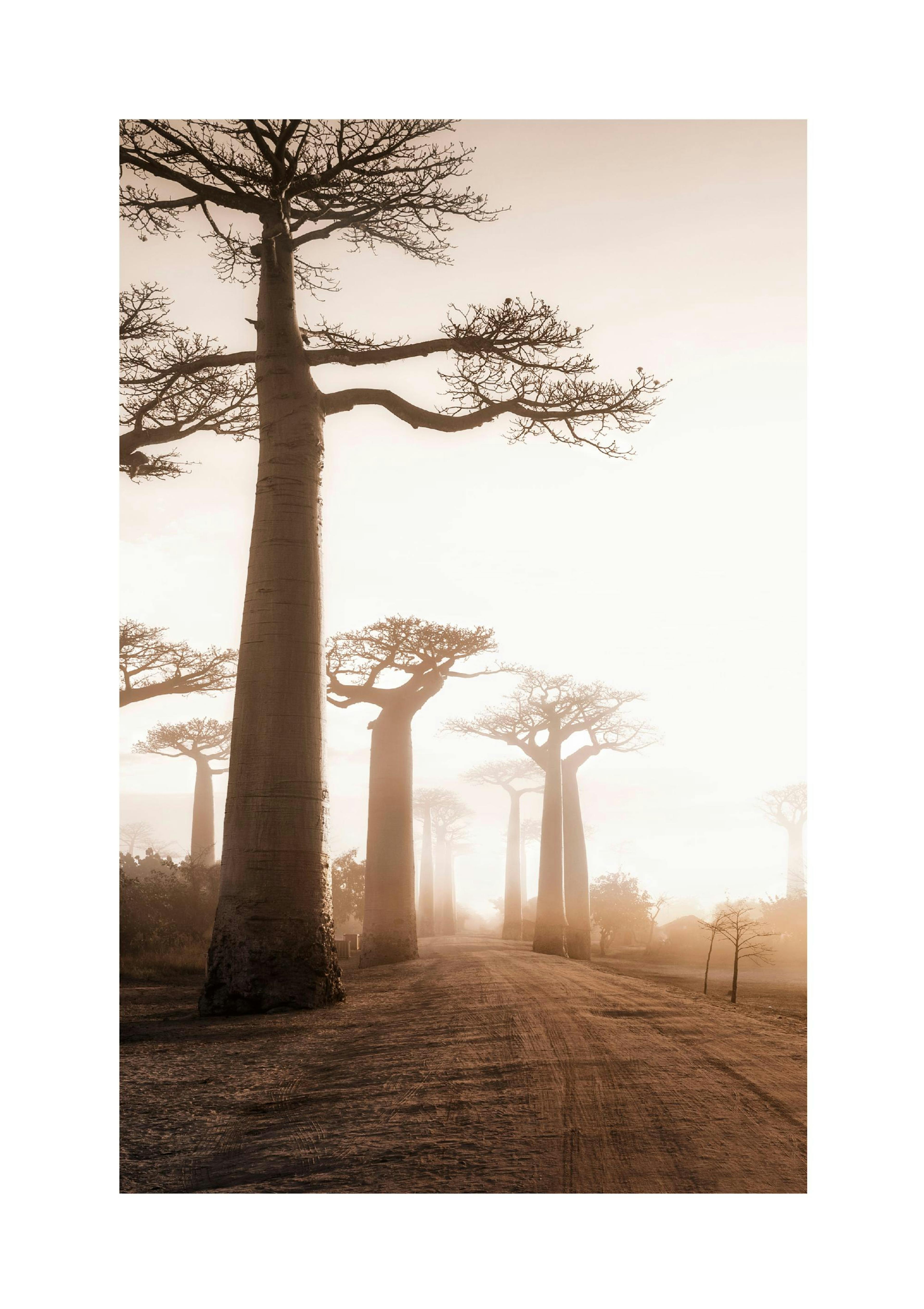 Baobab Boom Poster thumbnail