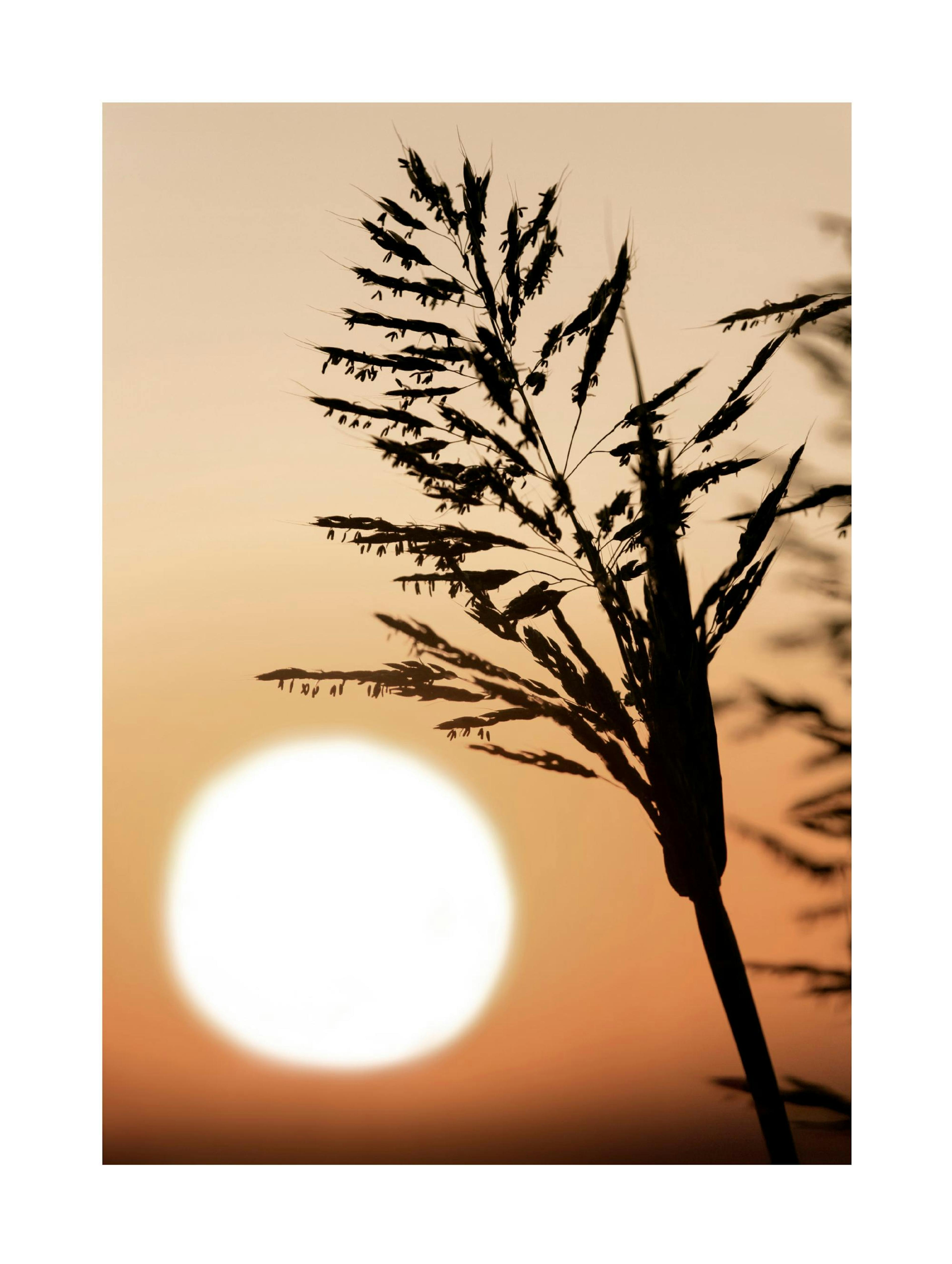 Plant in Gouden Zonsondergang Poster thumbnail
