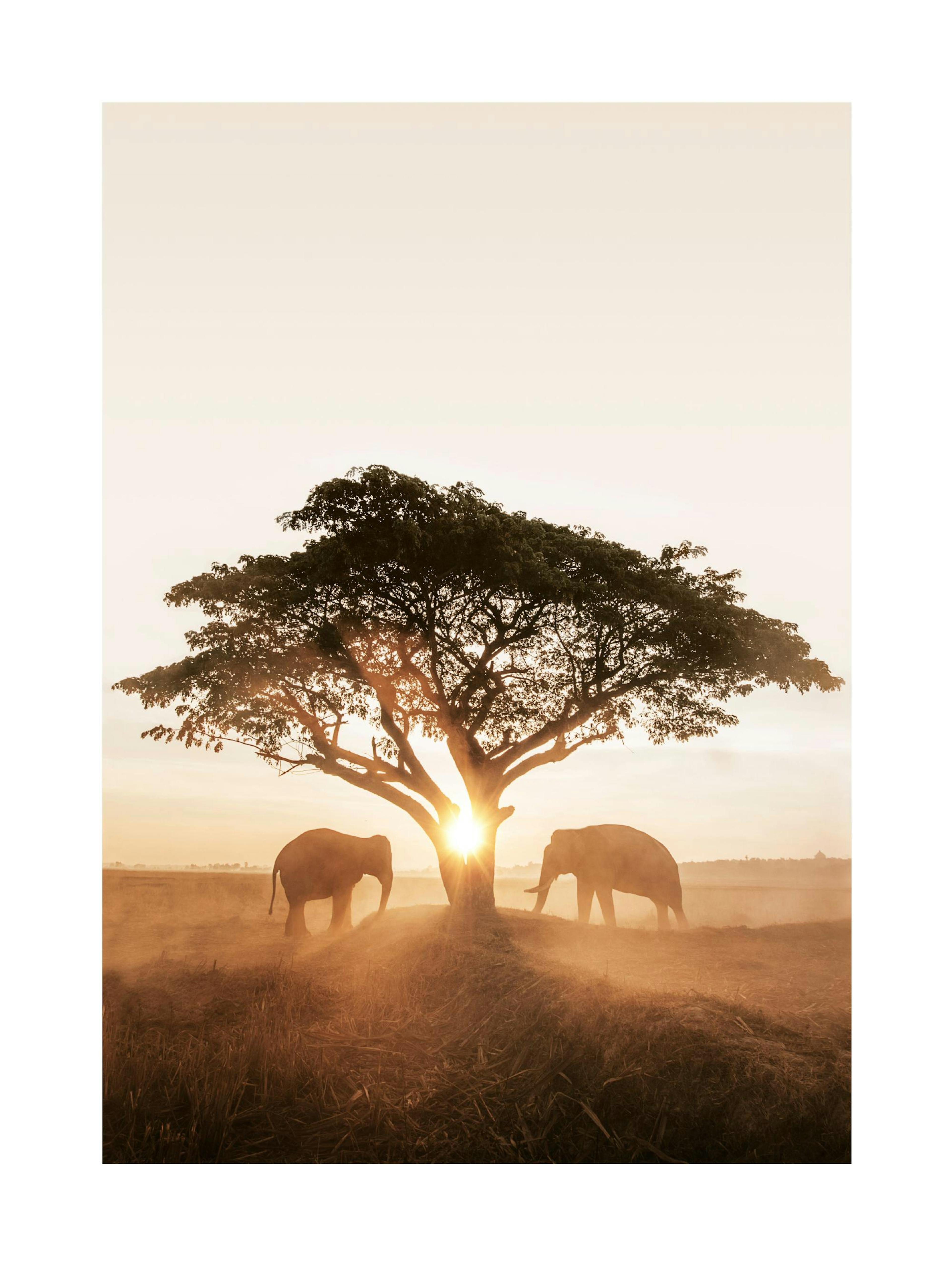 Sunrise Elephants Poster thumbnail