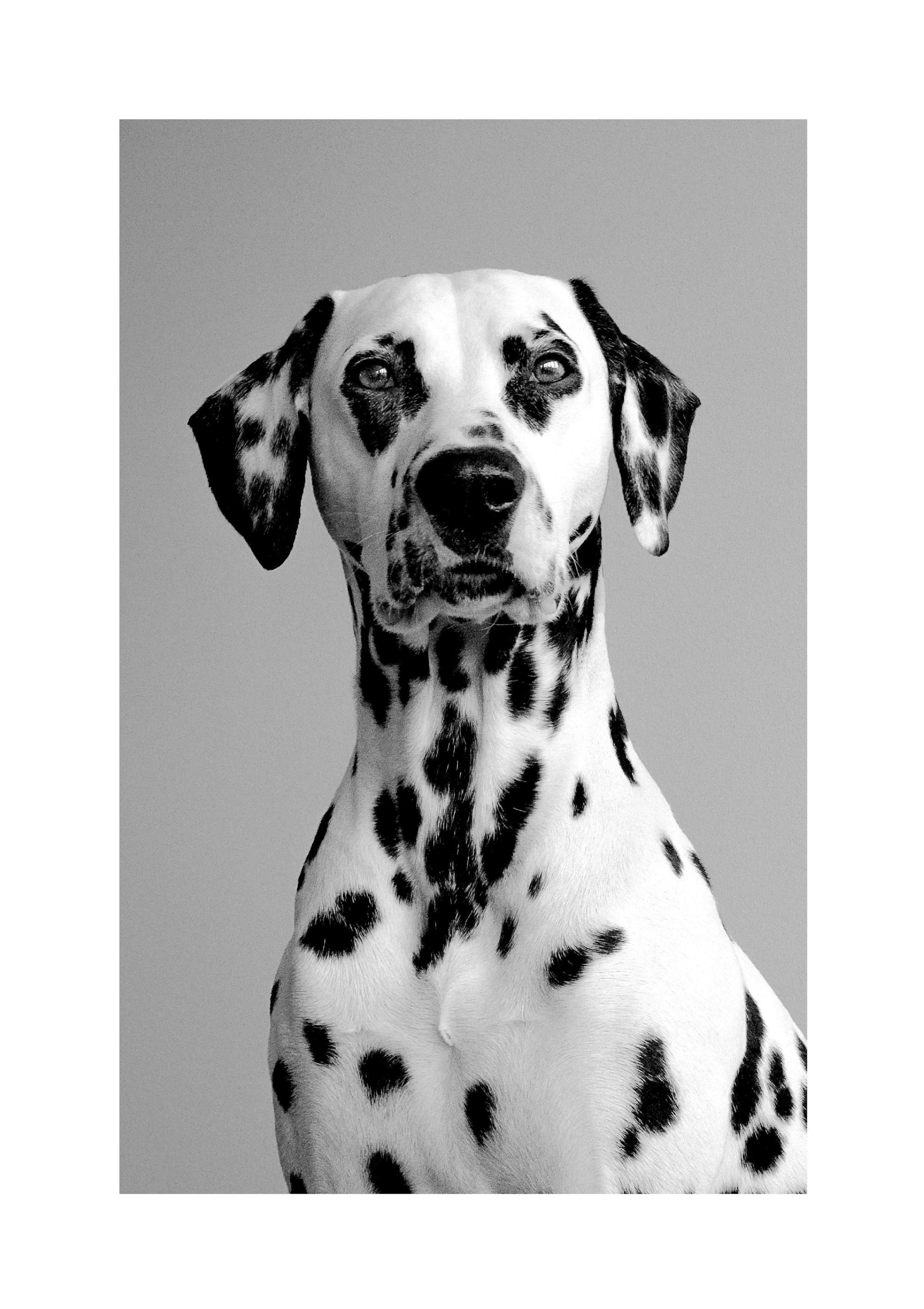 Dalmatian Poster thumbnail