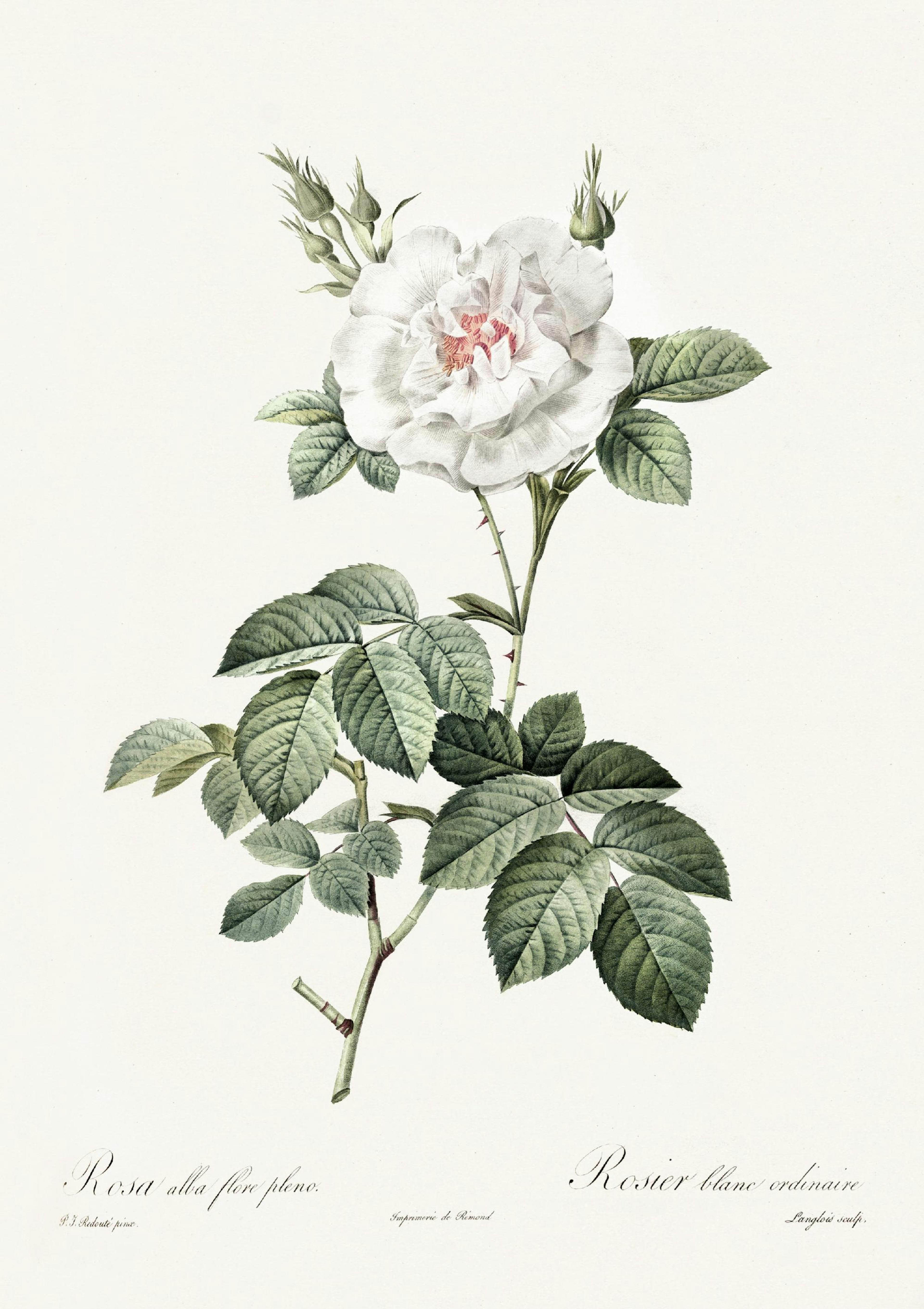 Poster Illustration rose blanche thumbnail