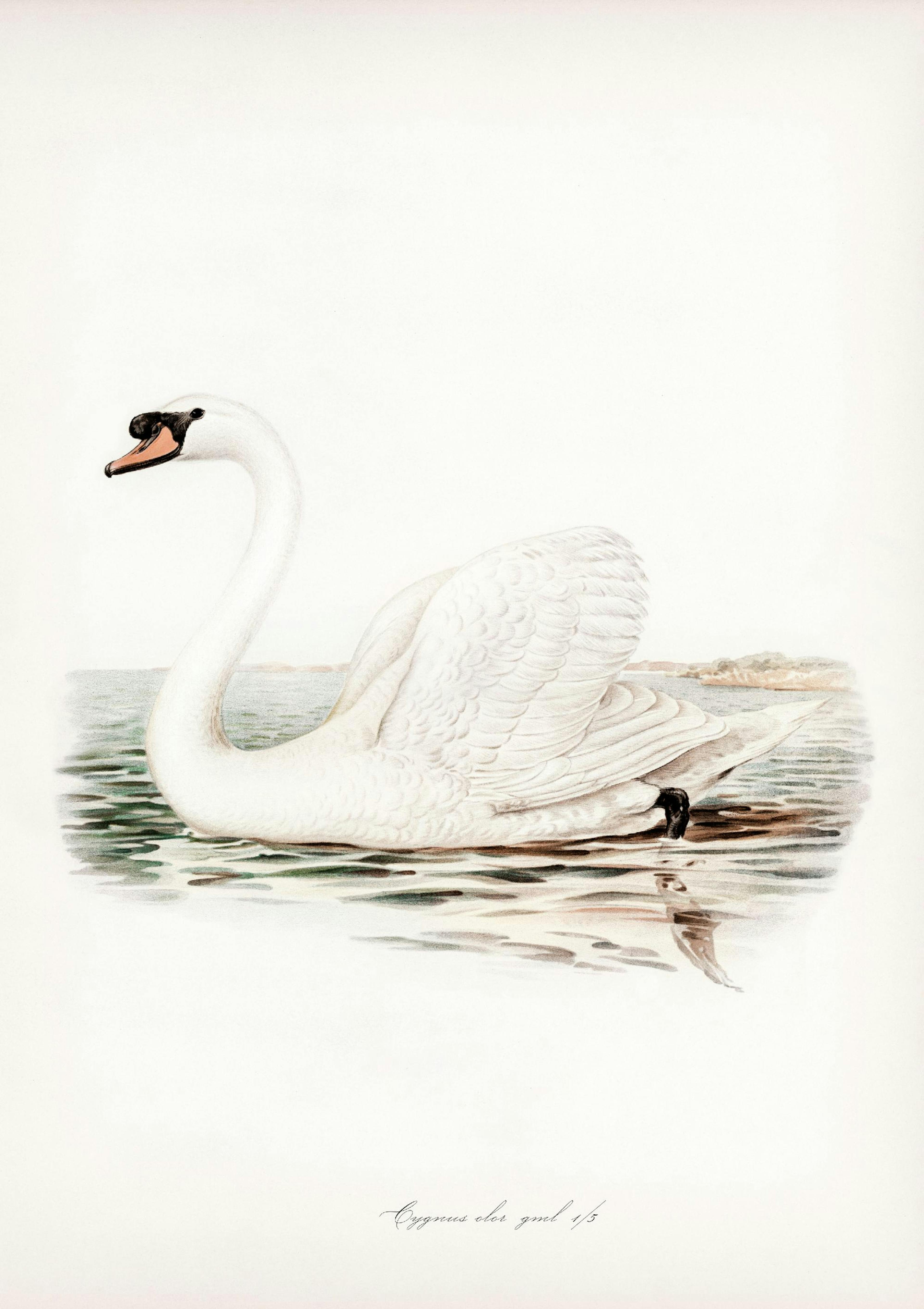 Majestætisk Svane Illustration Plakat thumbnail