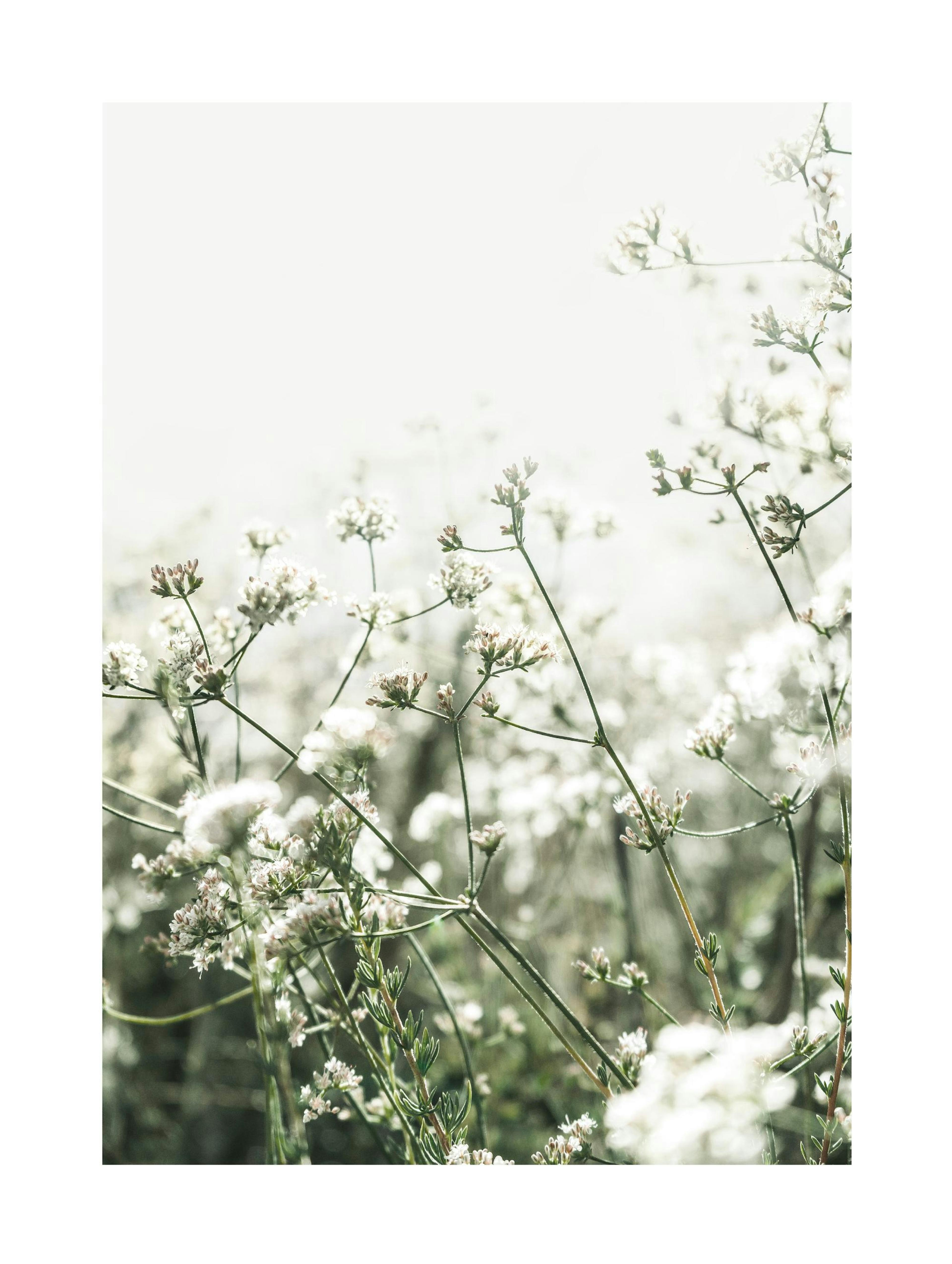 Poster piccoli fiori bianchi 0