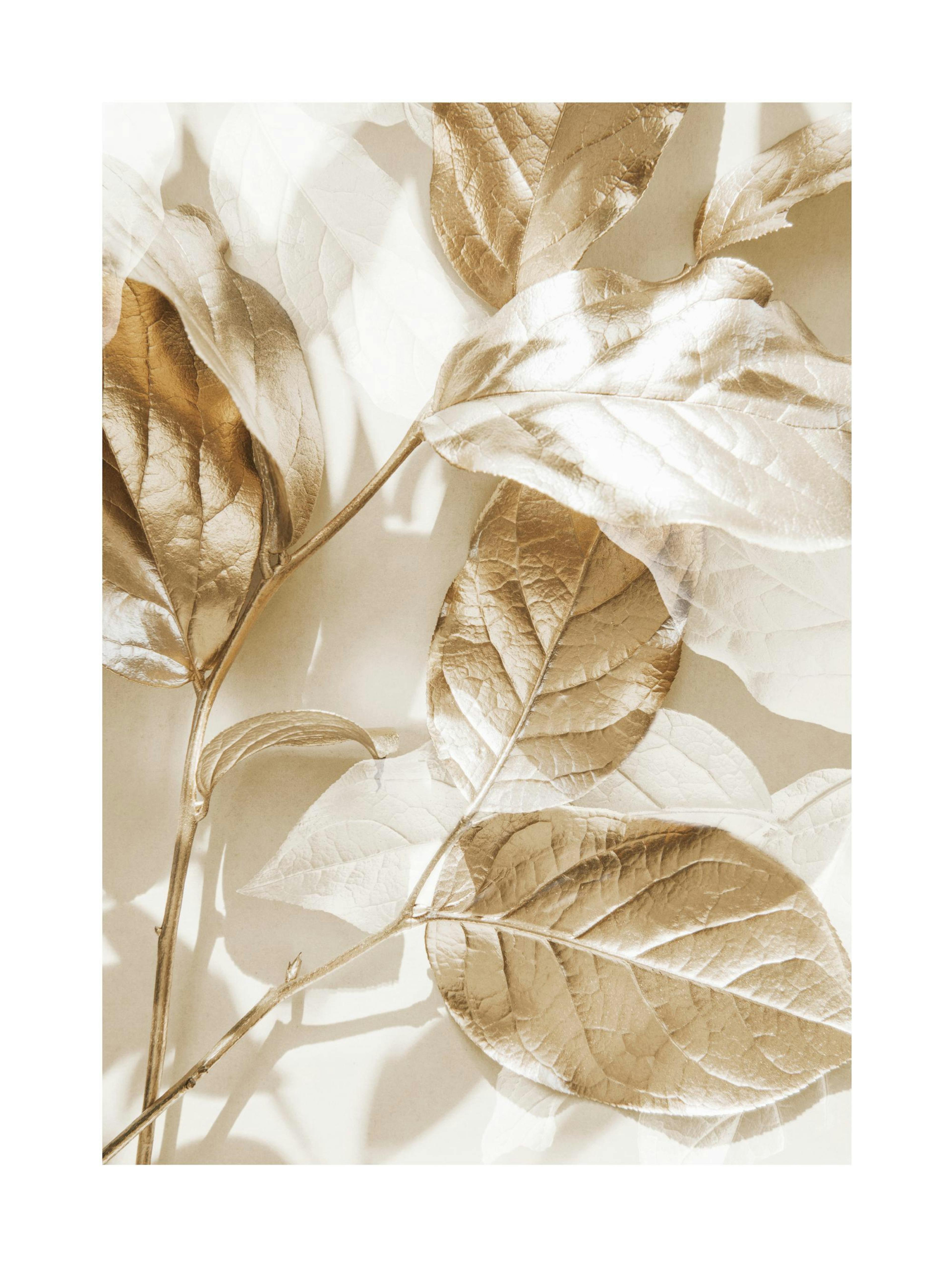Eucalyptus Gold No1 Poster 0