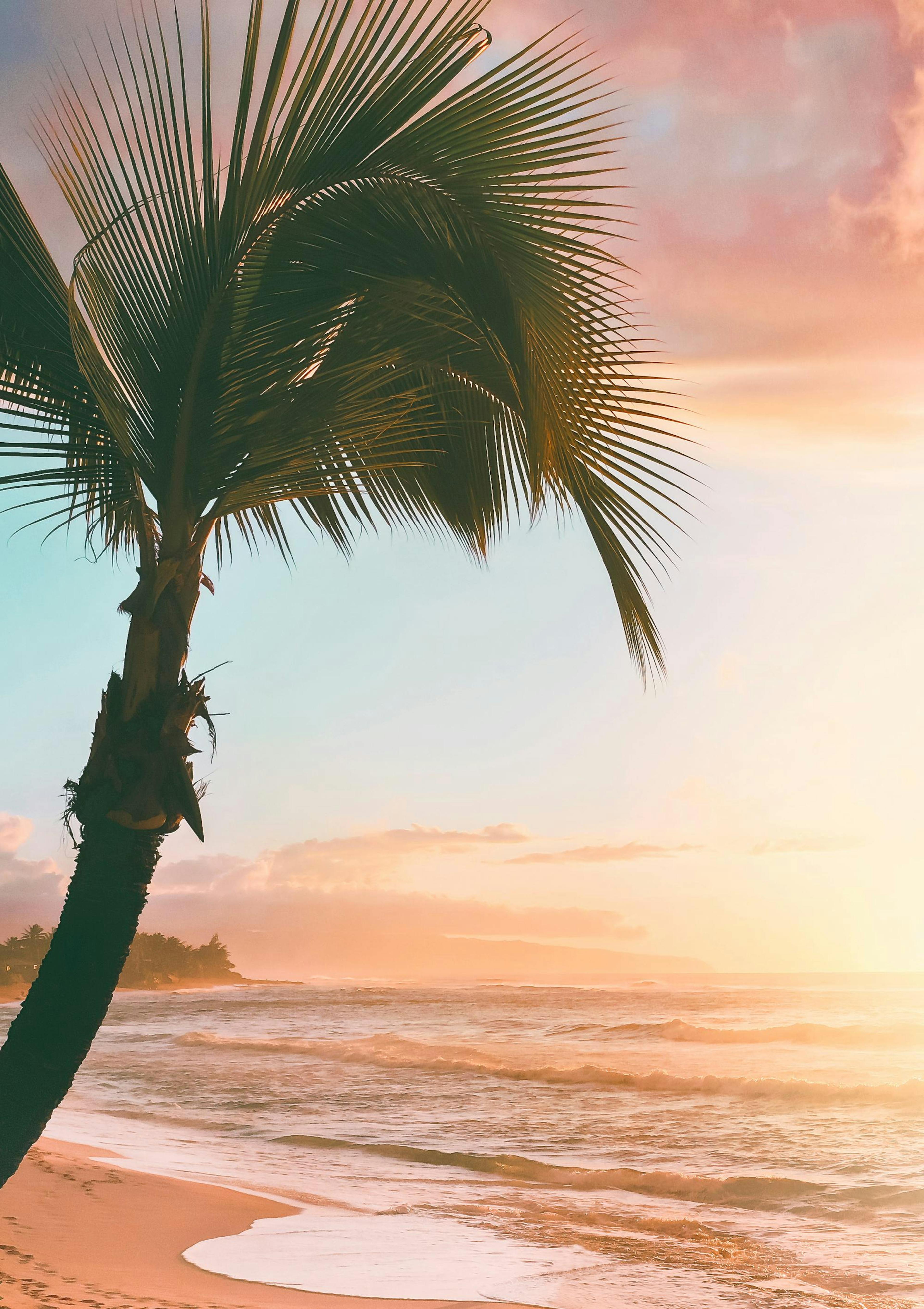 Sunset Palm Poster thumbnail