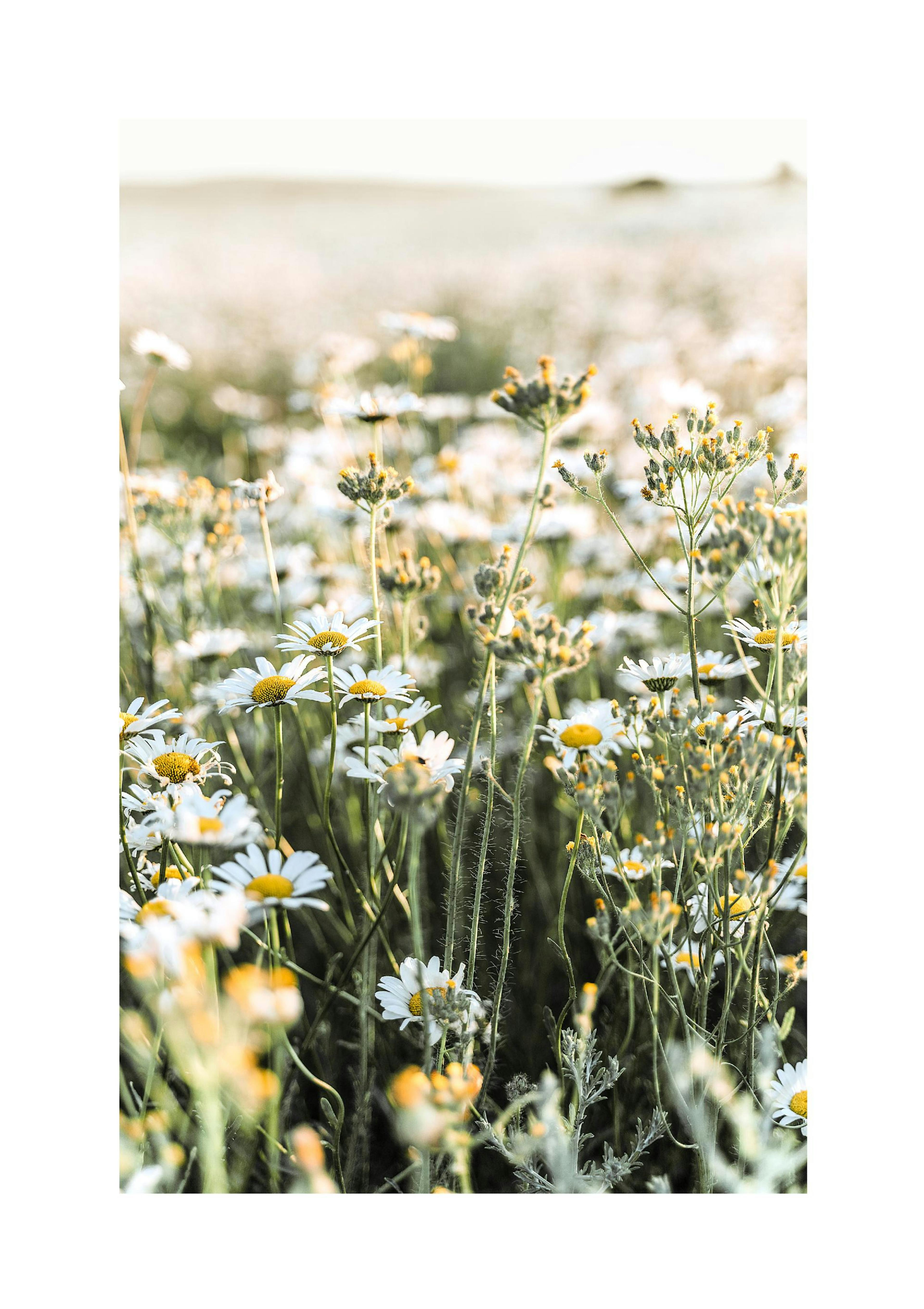 Gänseblümchen auf Wiese Poster thumbnail