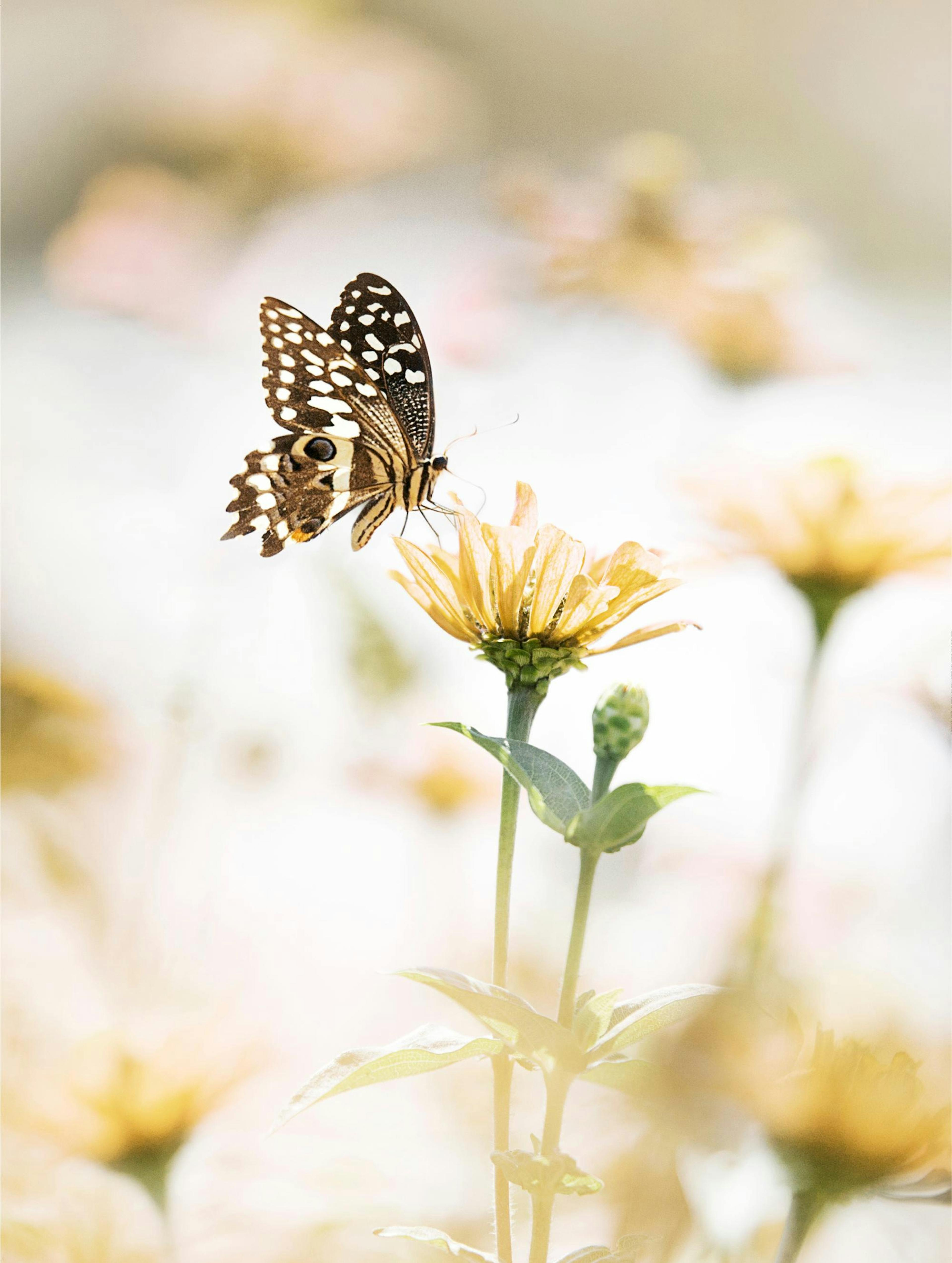 Butterfly Flower Poster thumbnail