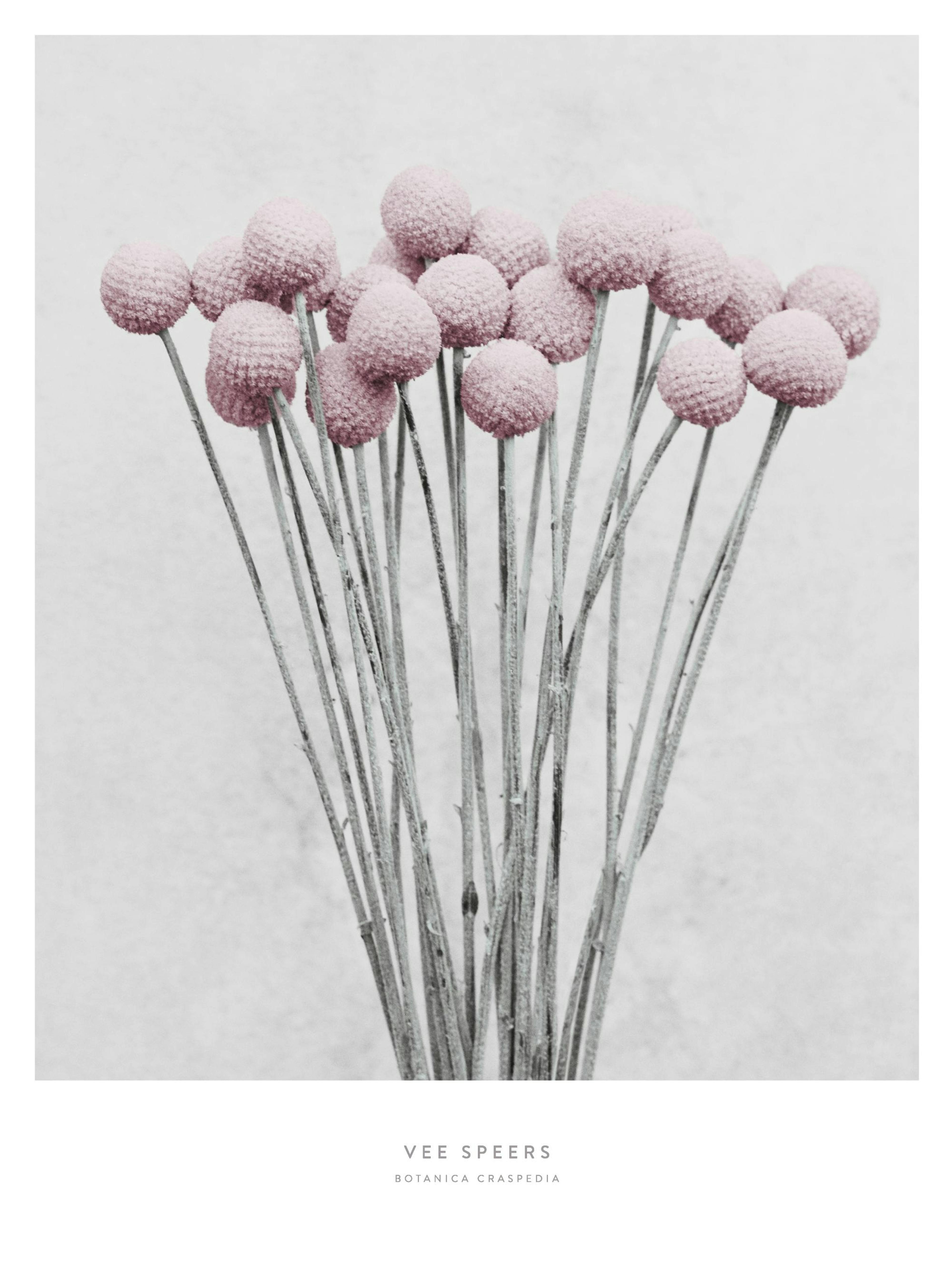 Vee Speers Botanica Craspedia Poster thumbnail