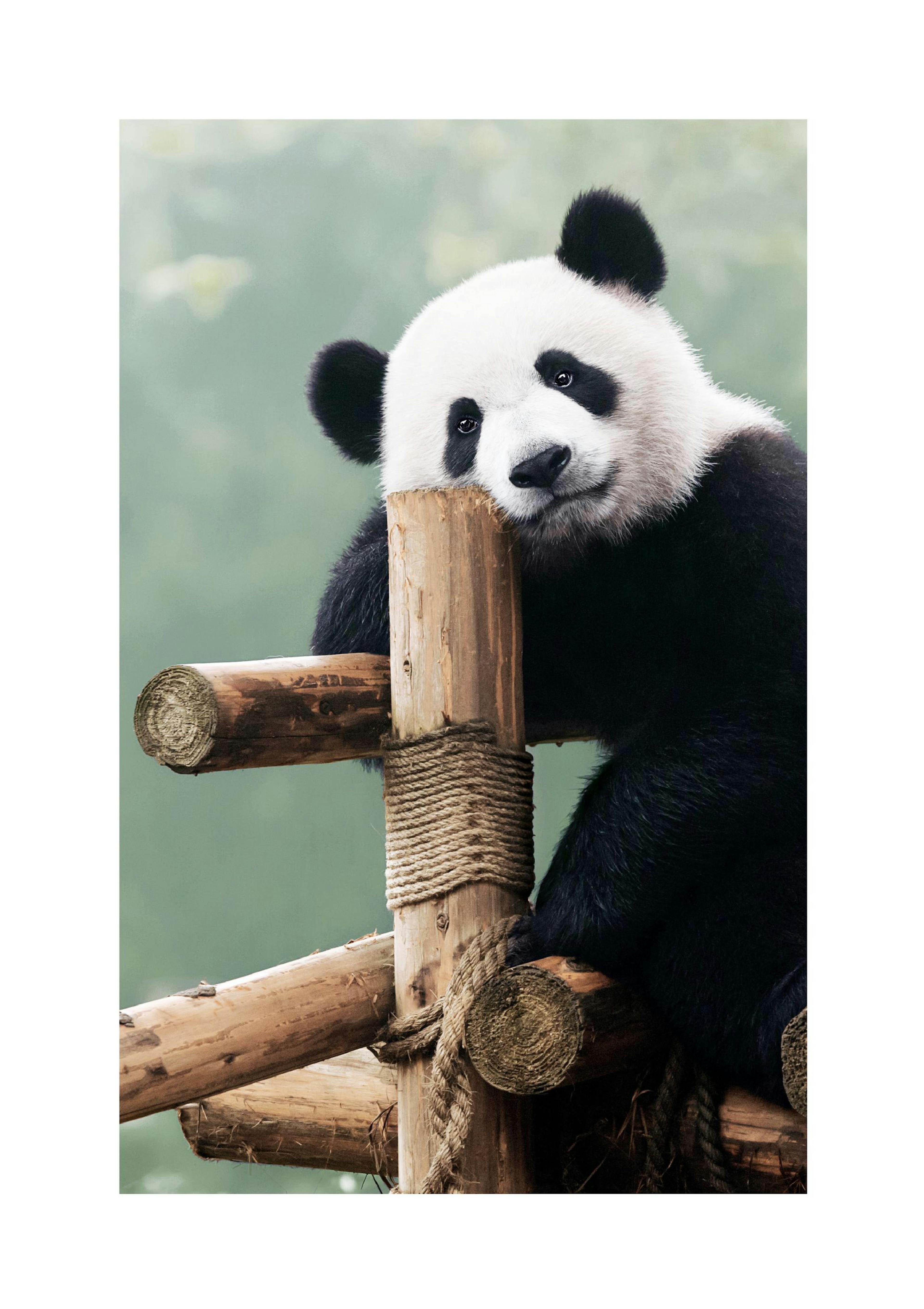Panda Géant Poster thumbnail