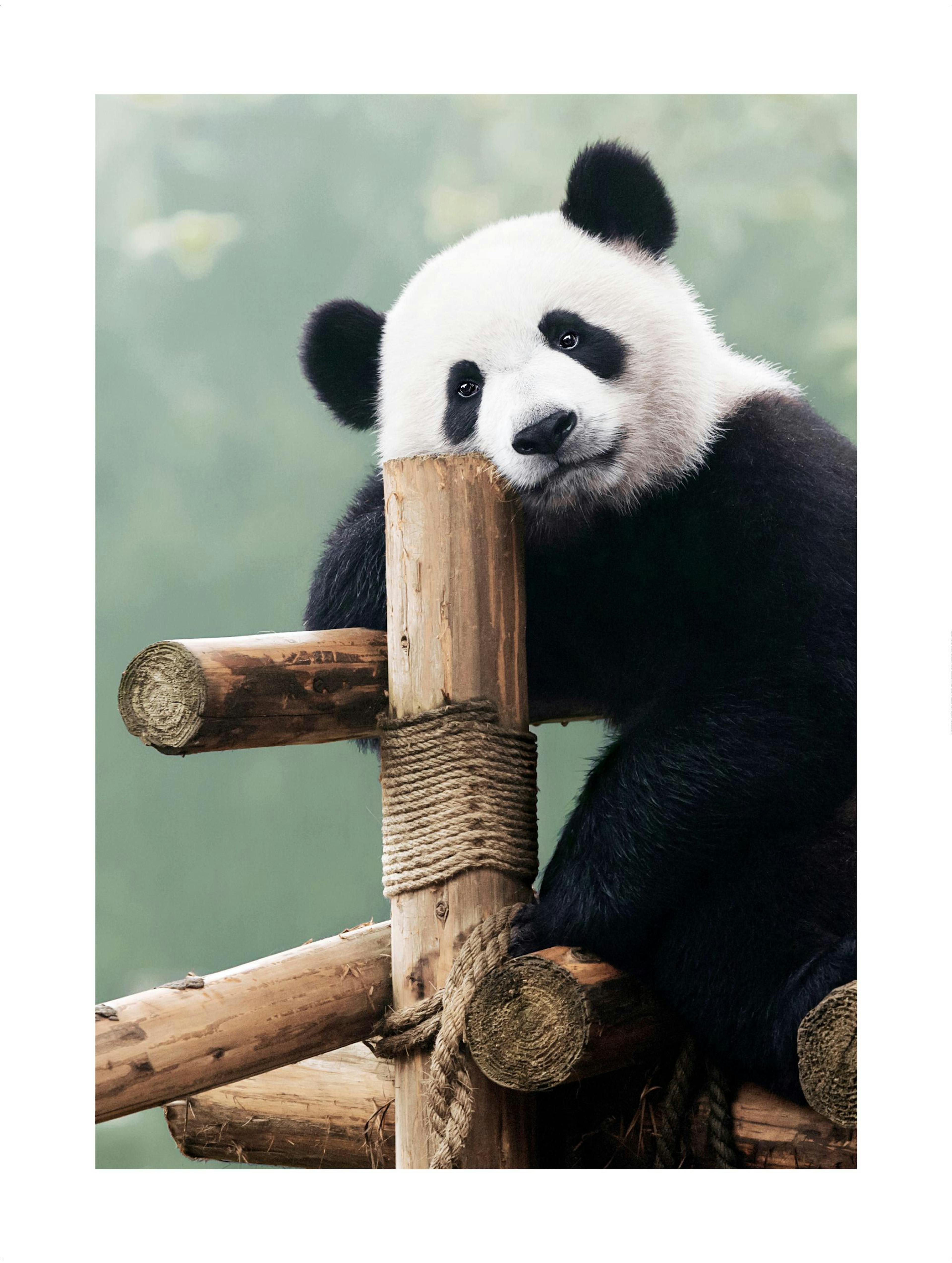 Giant Panda Poster thumbnail