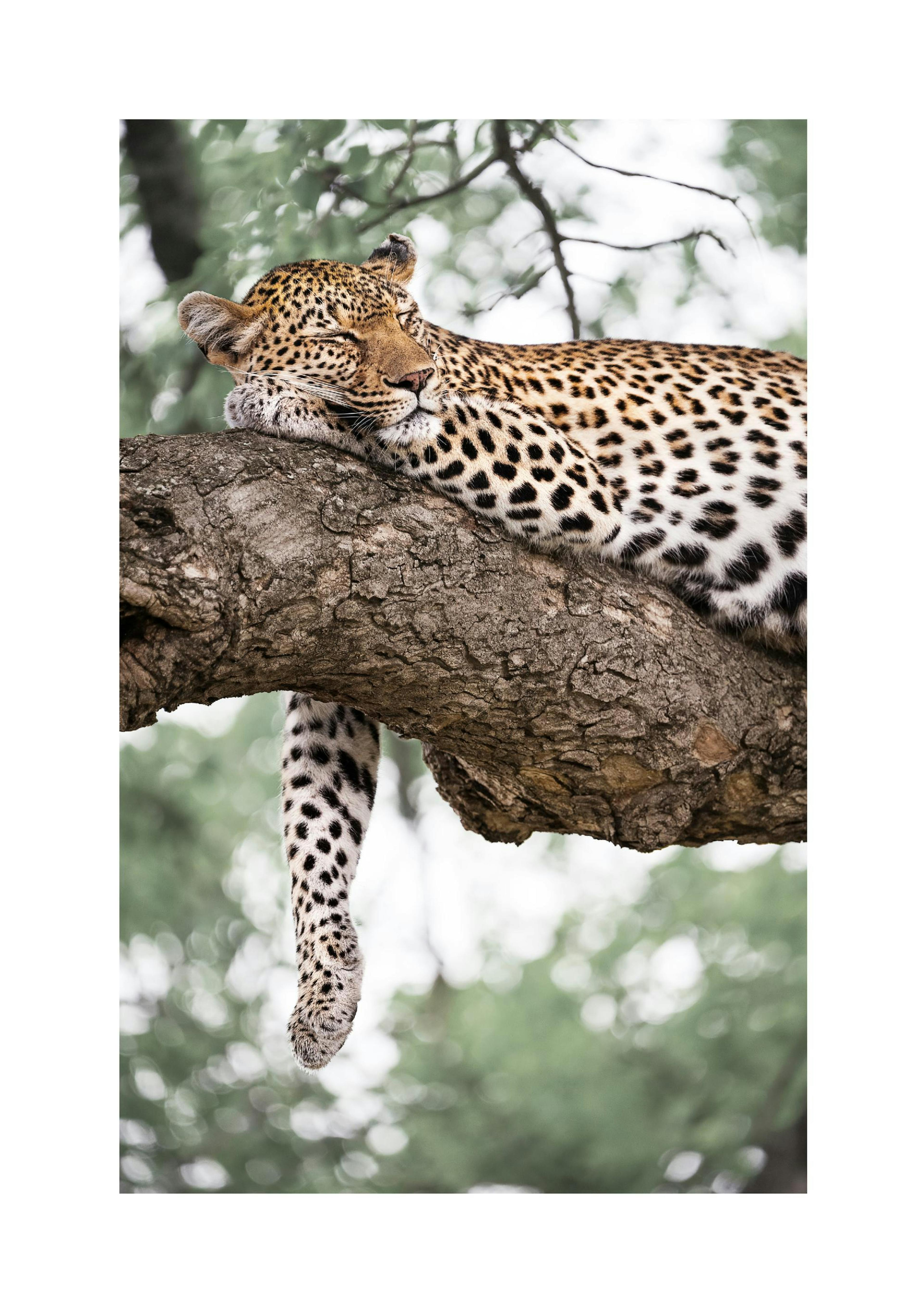 Sovande Leopard Poster thumbnail