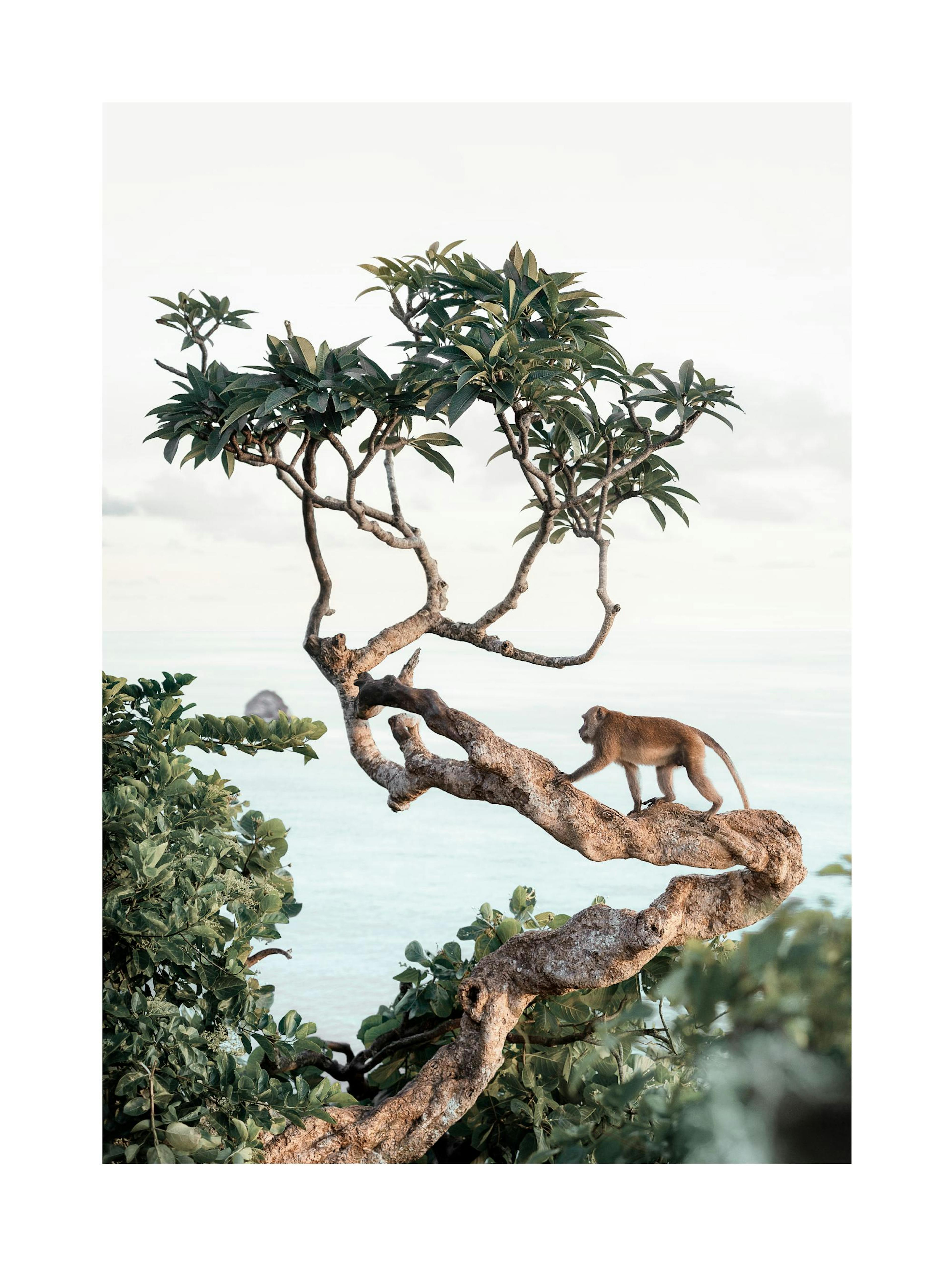Monkey in Tree Poster thumbnail