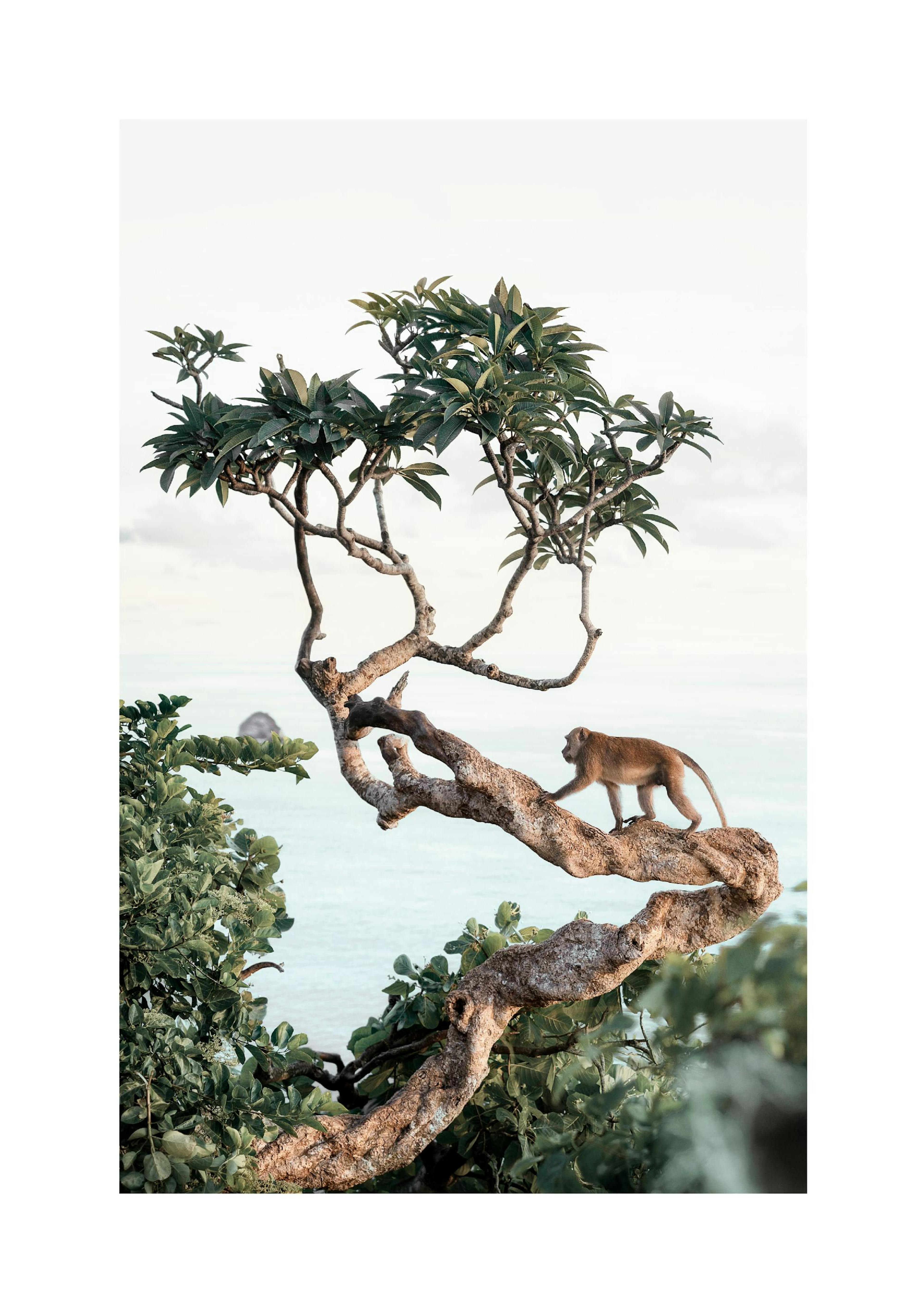 Affe im Baum Poster thumbnail