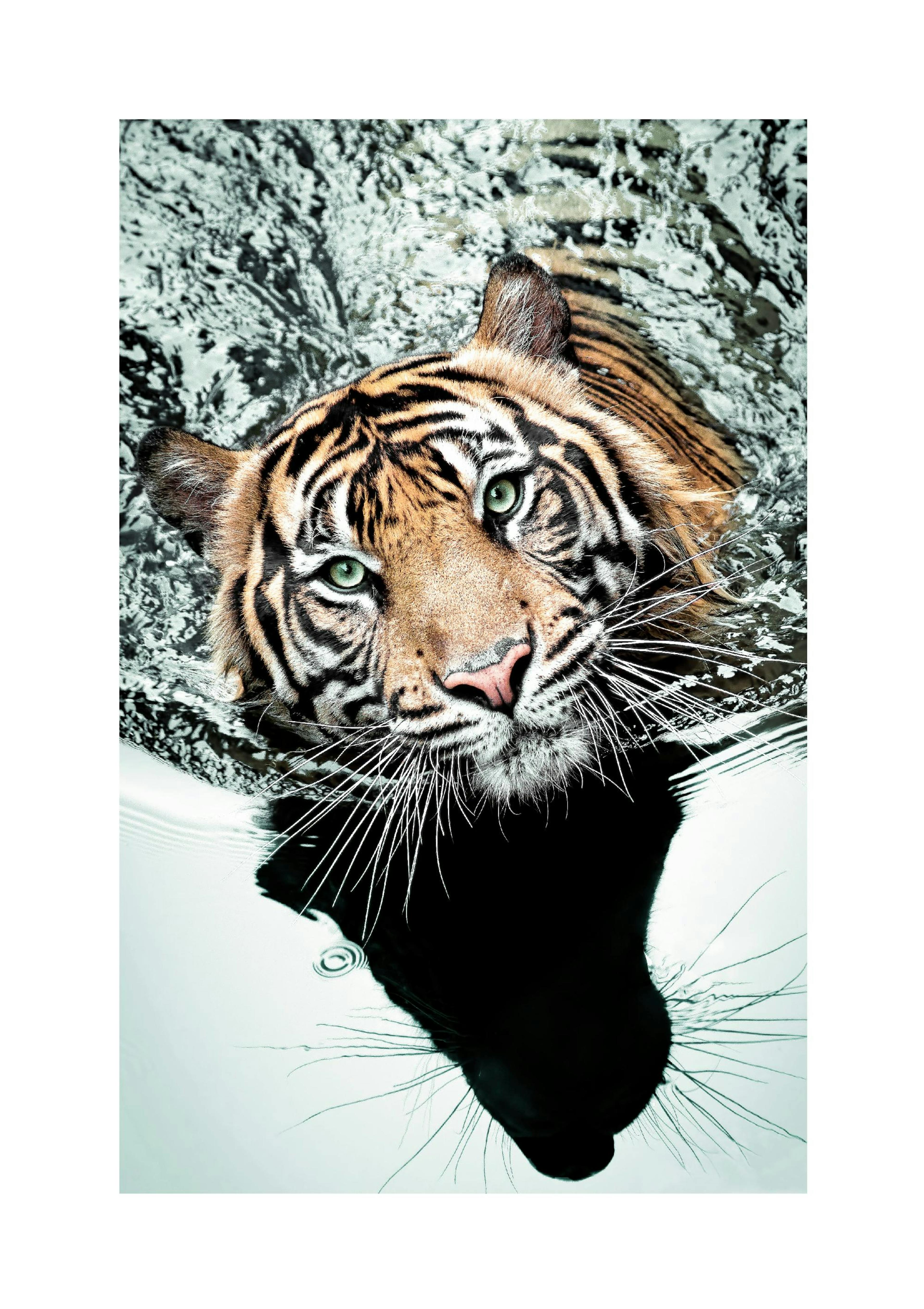 Tigre che Nuota Poster thumbnail