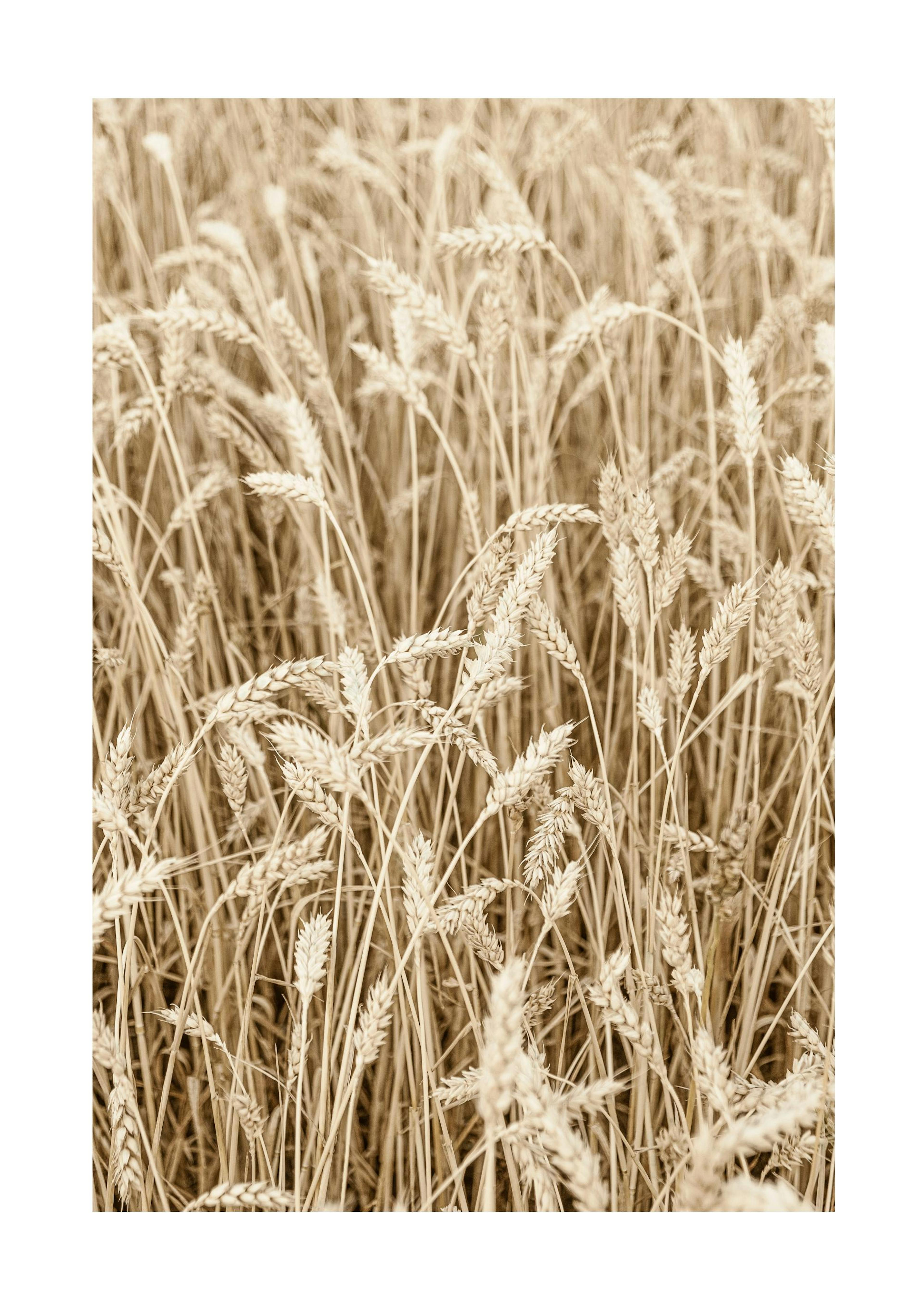 Wheatfield Poster thumbnail