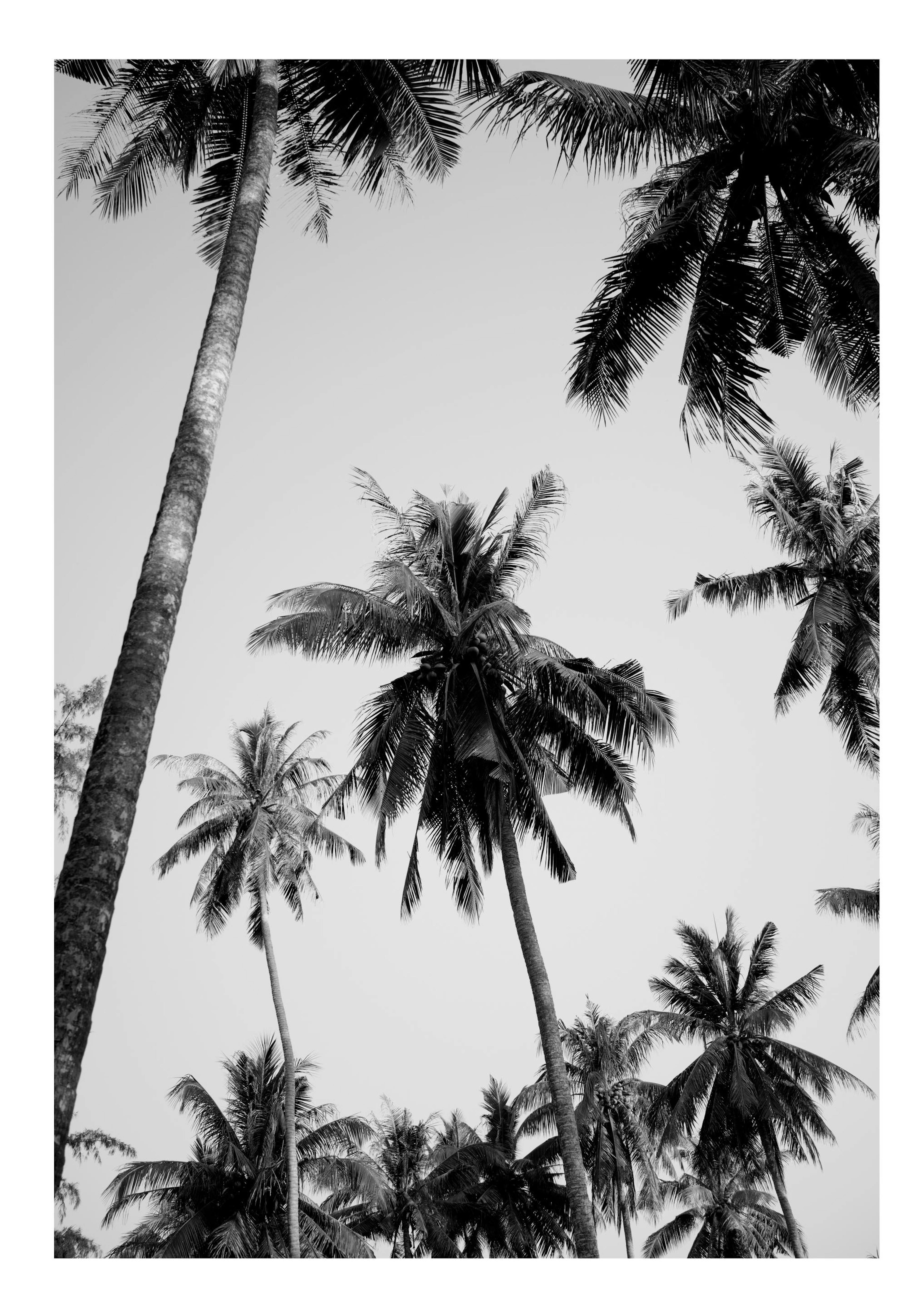 Palms Above Poster 0