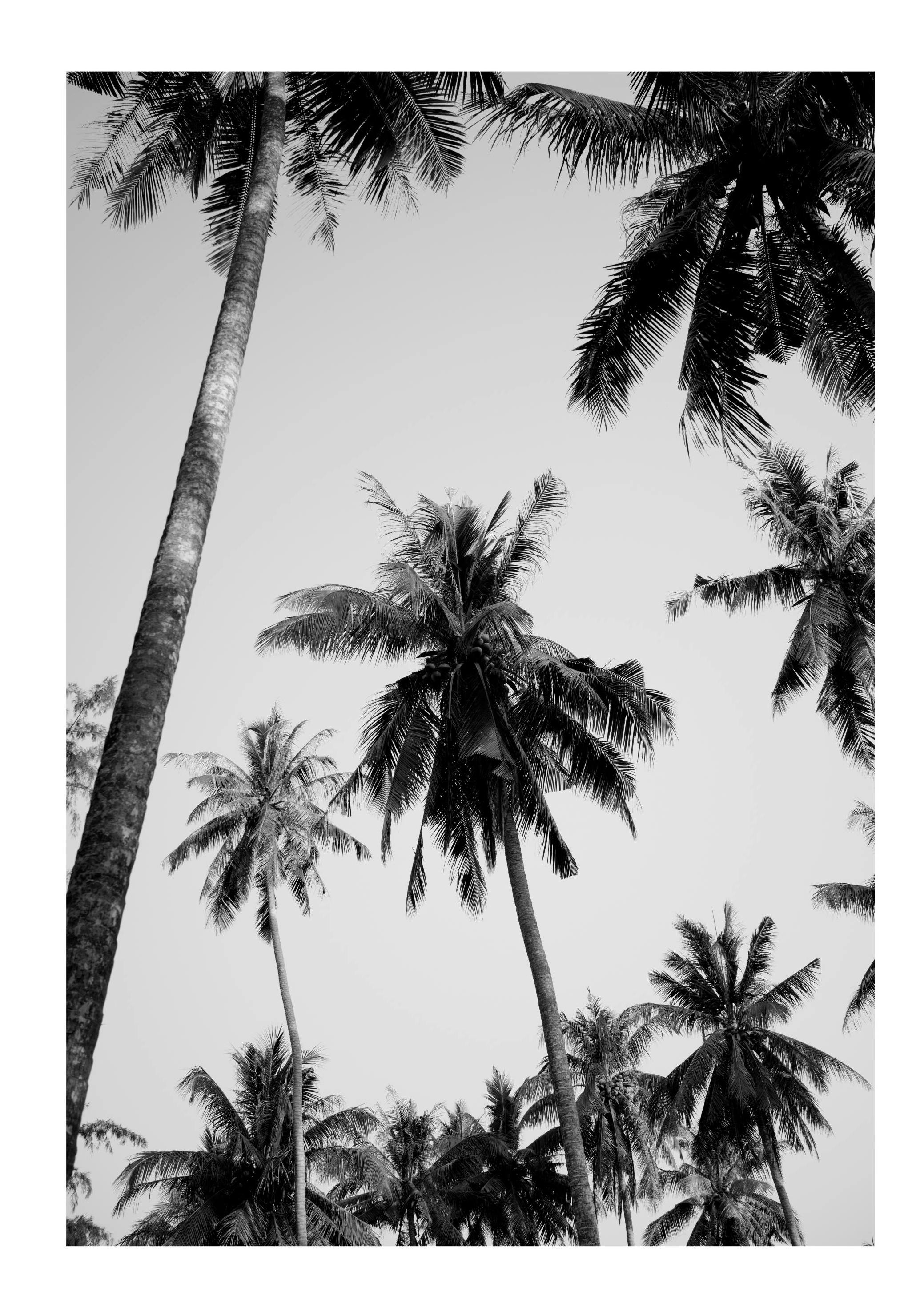 Palmen Boven Poster (50x70 cm) - Poster Store