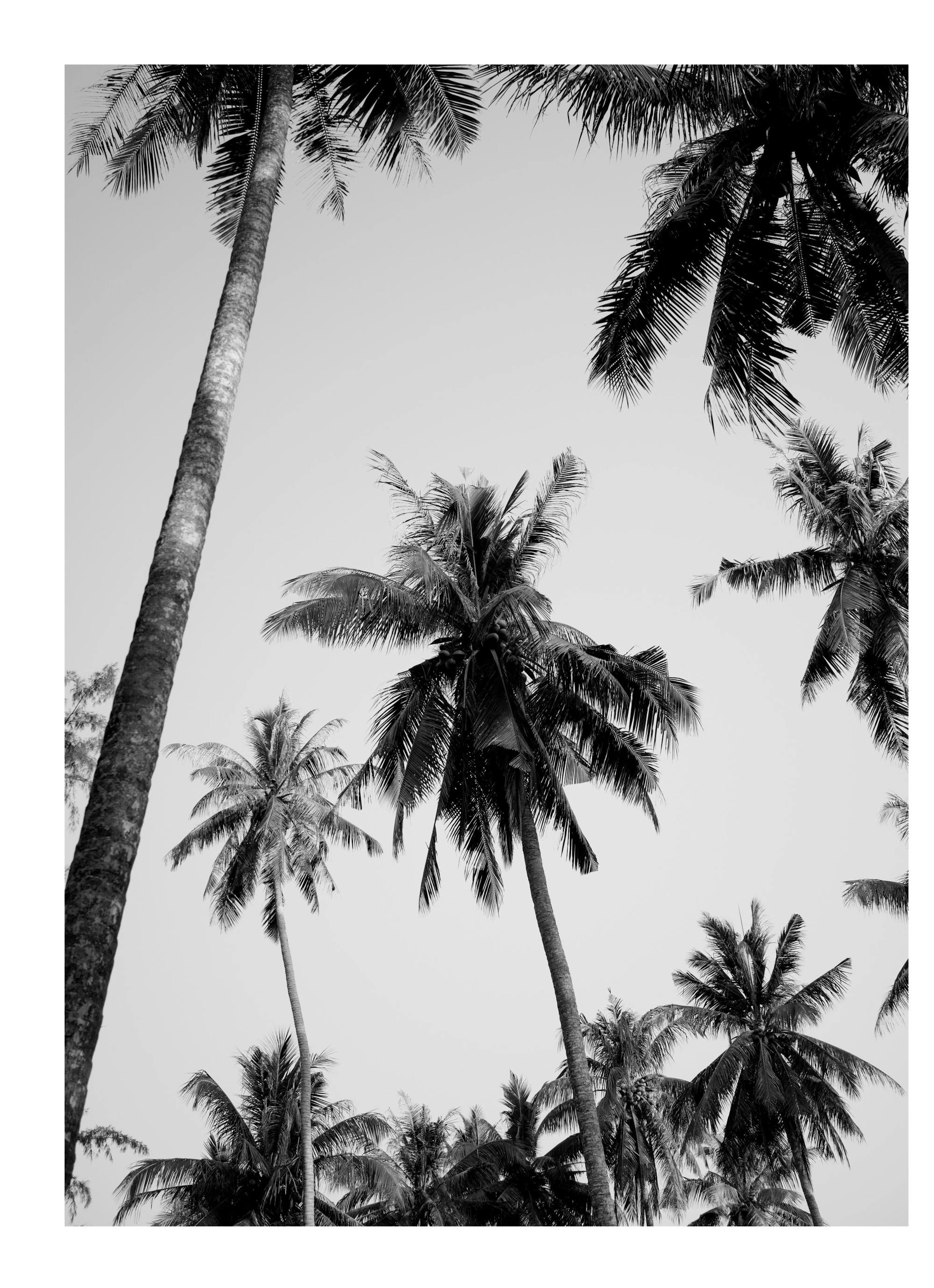 Palms Above Poster thumbnail