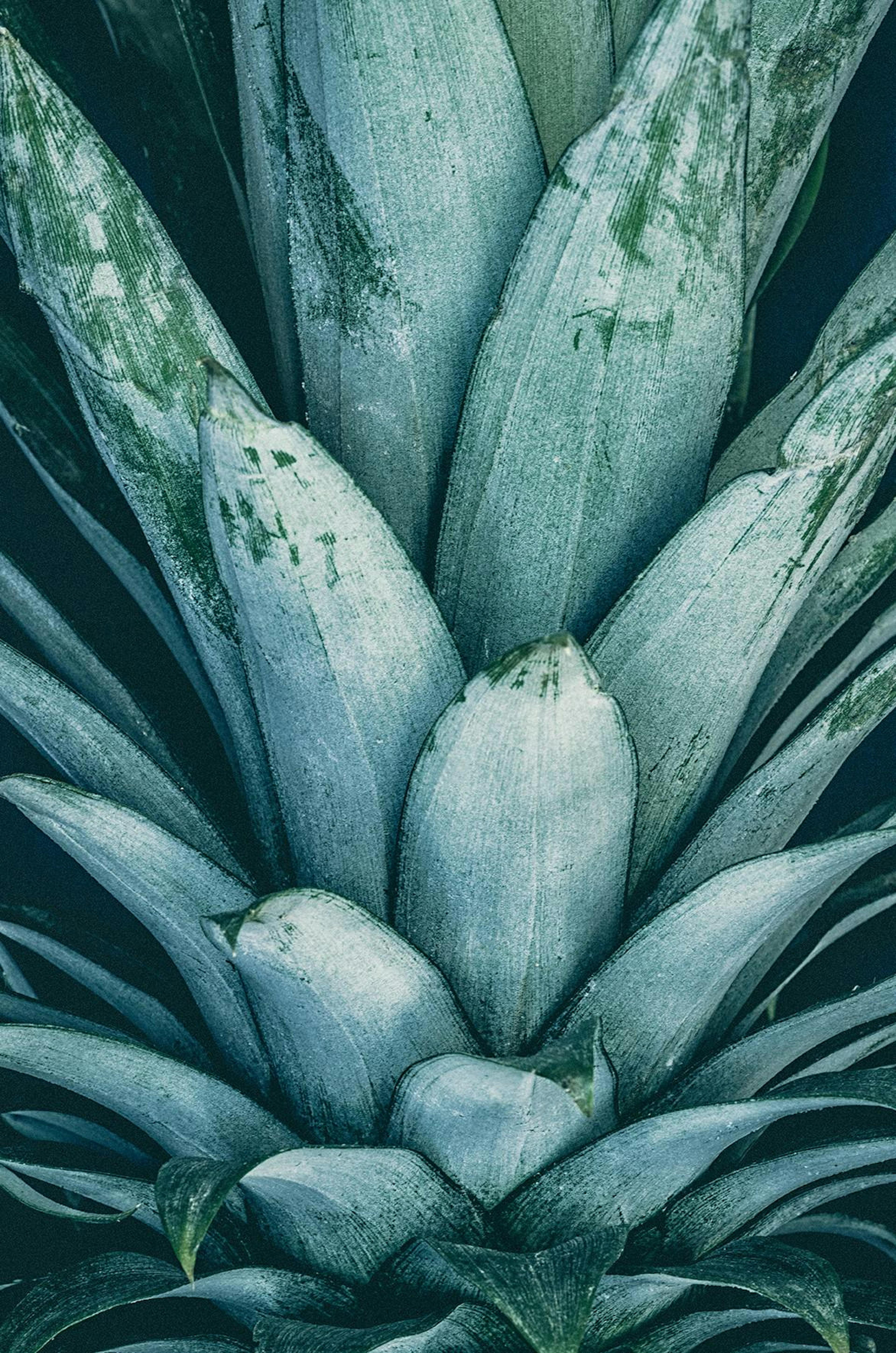 Pineapple Crown Poster thumbnail